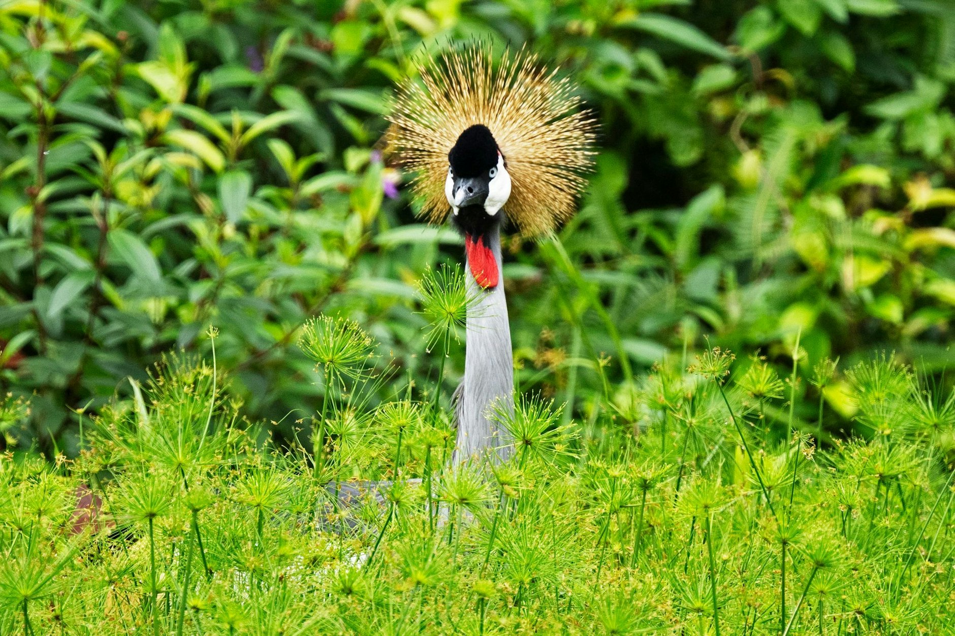 Ein Südafrika-Kronenkranich blickt im Hampstead Wetlands Park in Singapur neugierig in die Kamera.  
