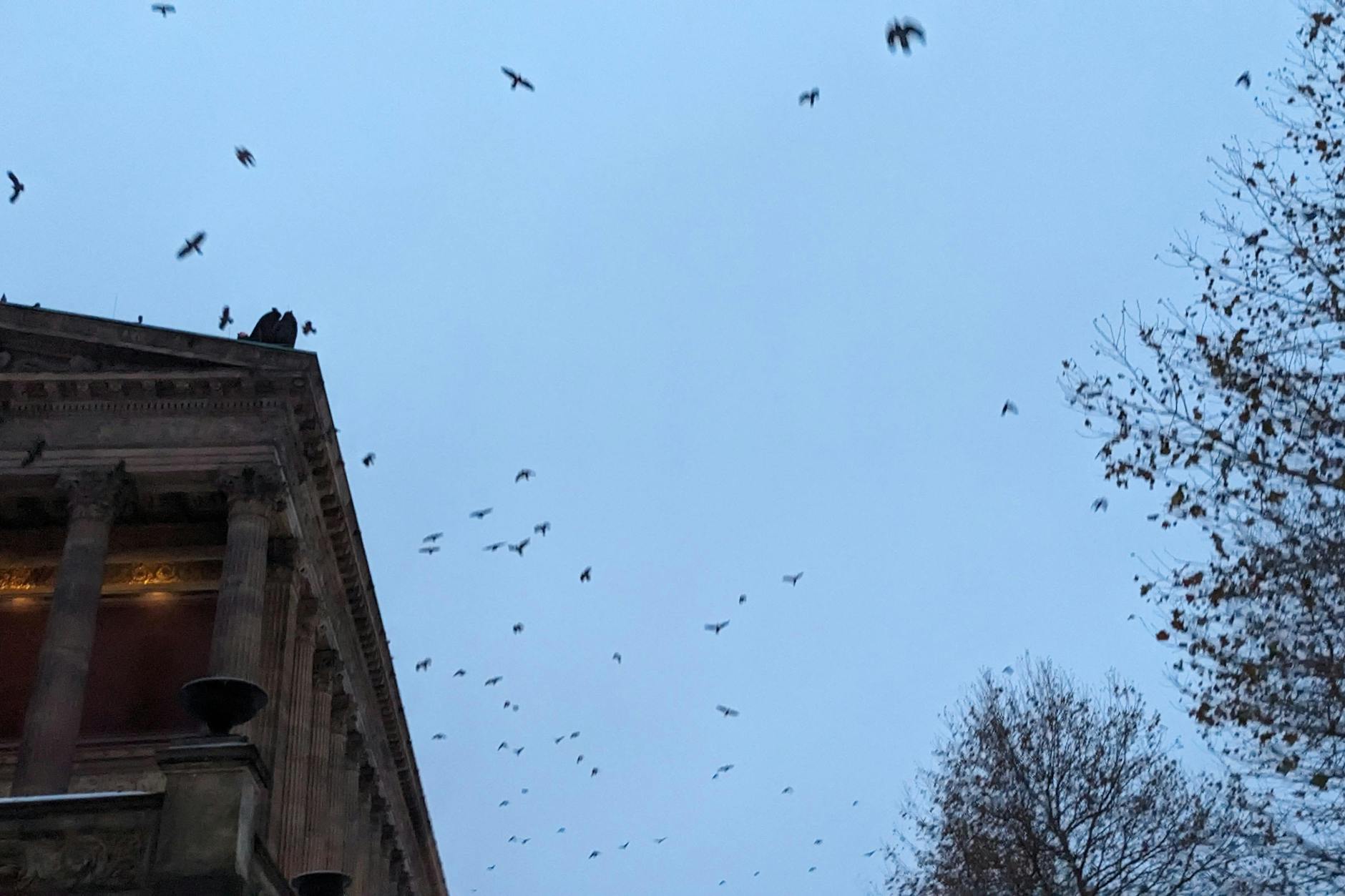 Das Spektakel geht los: Jeden Nachmittag versammeln sich Tausende Krähen und Dohlen auch auf der Museumsinsel. Hier zu sehen an der Alten Nationalgalerie.