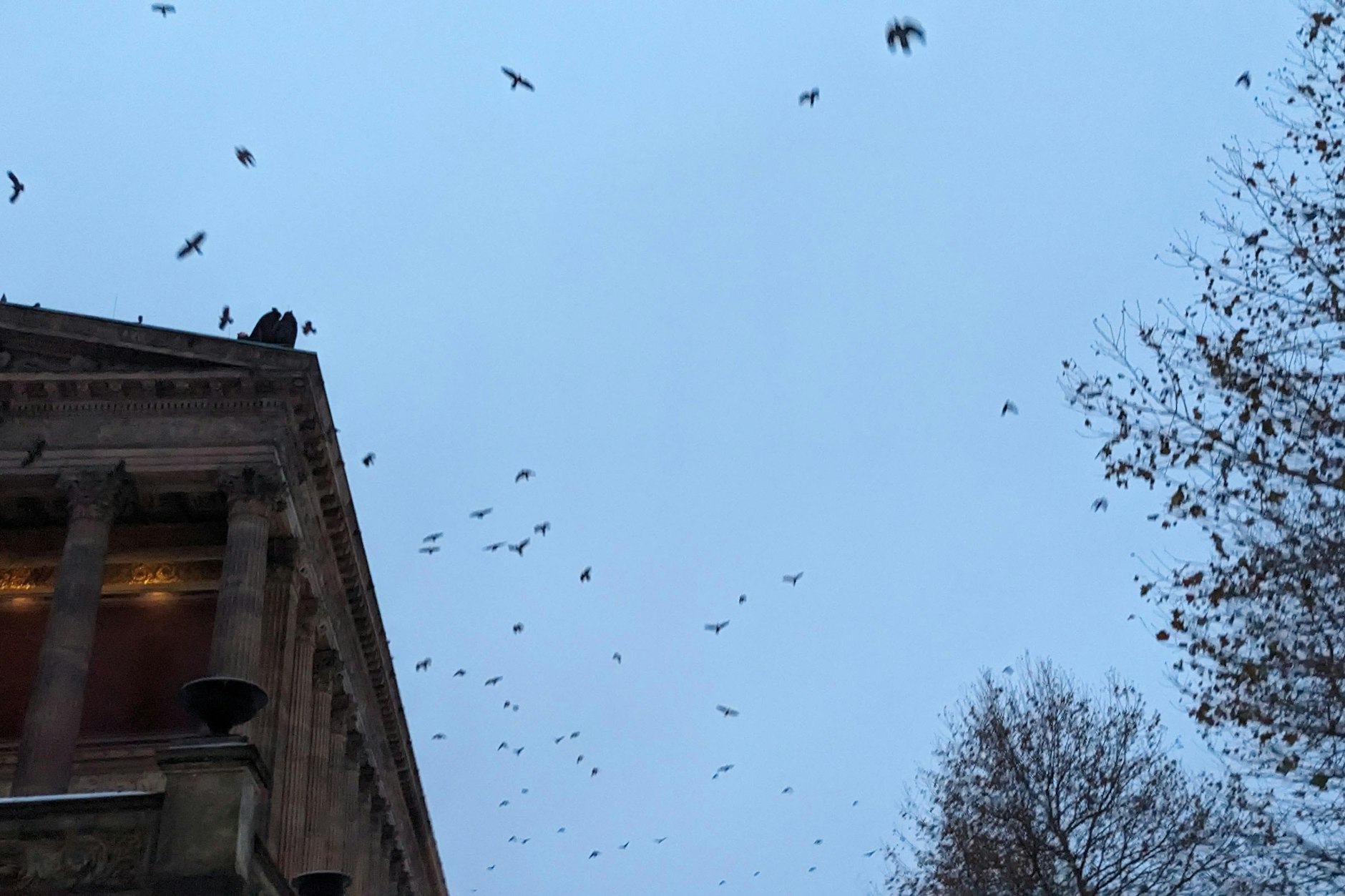 Das Spektakel geht los: Jeden Nachmittag versammeln sich Tausende Krähen und Dohlen auch auf der Museumsinsel. Hier zu sehen an der Alten Nationalgalerie.