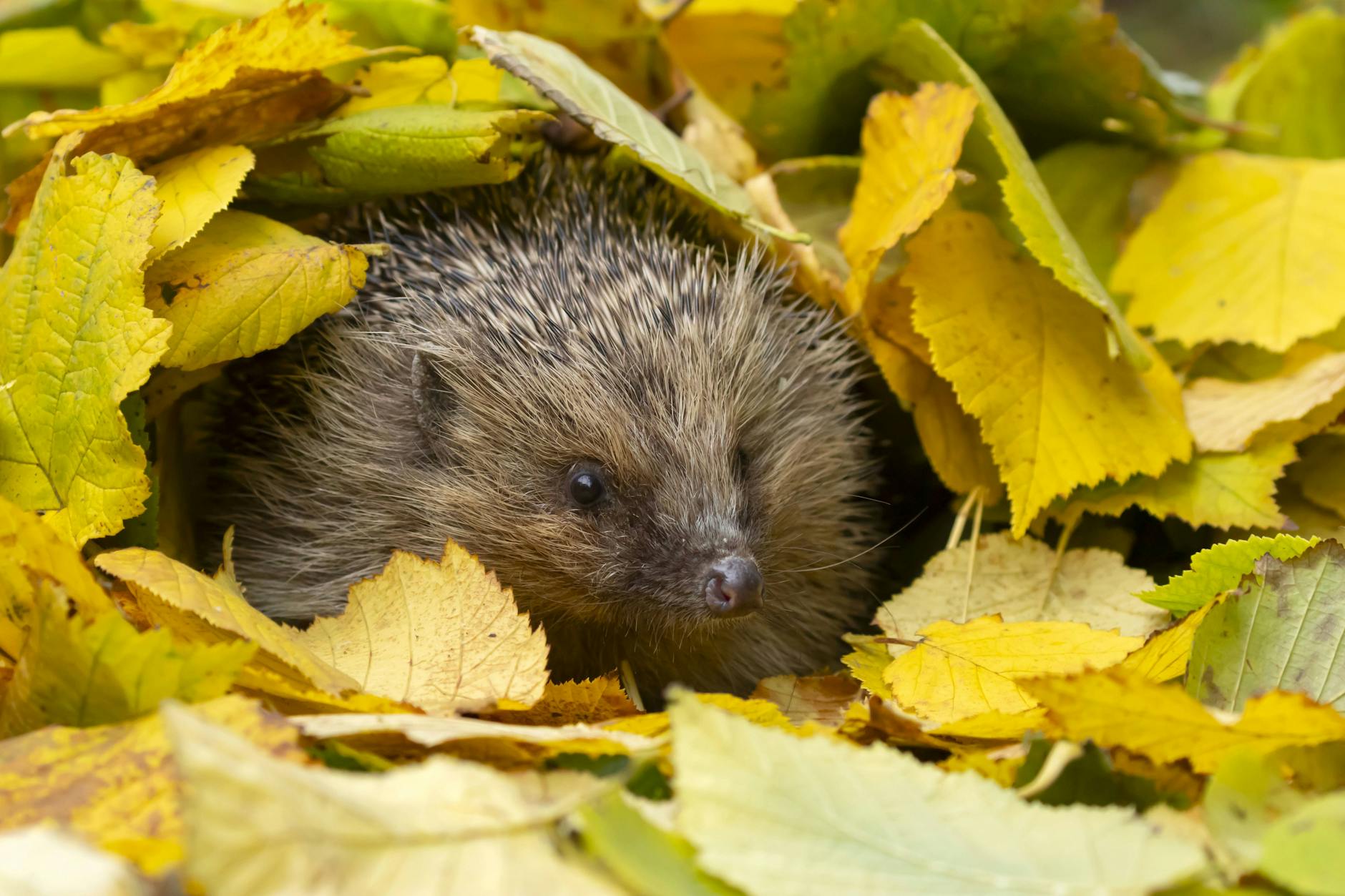 Der Igel wurde von der Deutschen Wildtier Stiftung zum Tier des Jahres 2024 gekürt.