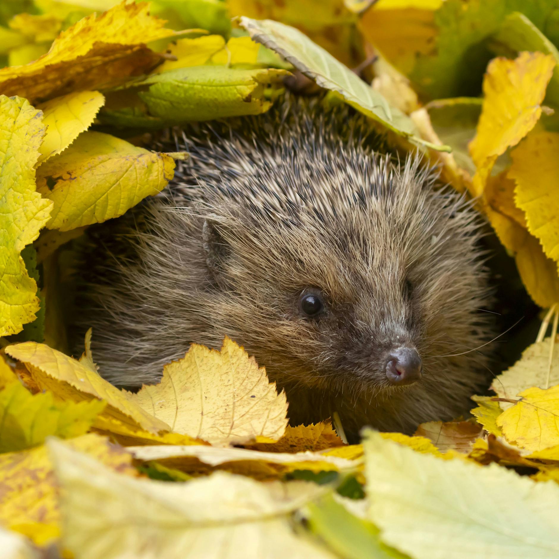 Süßester Sieger! Der Igel wurde zum Tier des Jahres 2024 gekürt