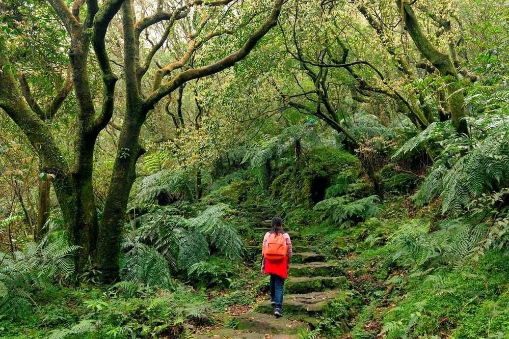 Eine Frau läuft durch den Dschungel von Taiwan (Symbolbild).