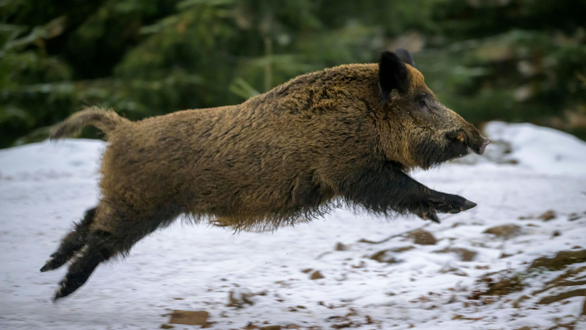 Auch Wildschweine suchen in der Stadt nach Nahrung. Wer sie füttert, lockt sie an.