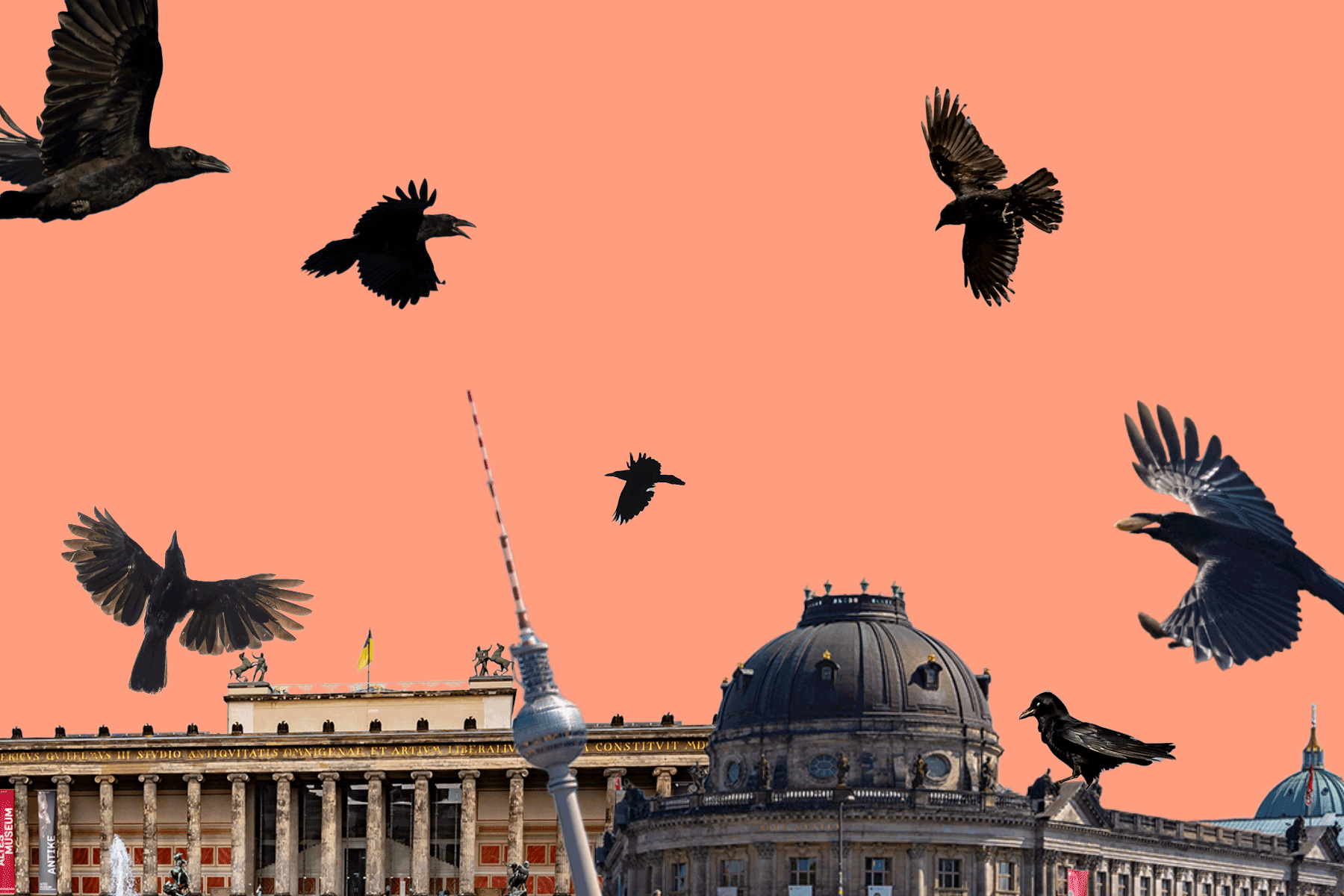 Berlin-Mitte: Warum kreisen so viele Krähen über Museumsinsel, Fernsehturm und Jannowitzbrücke?