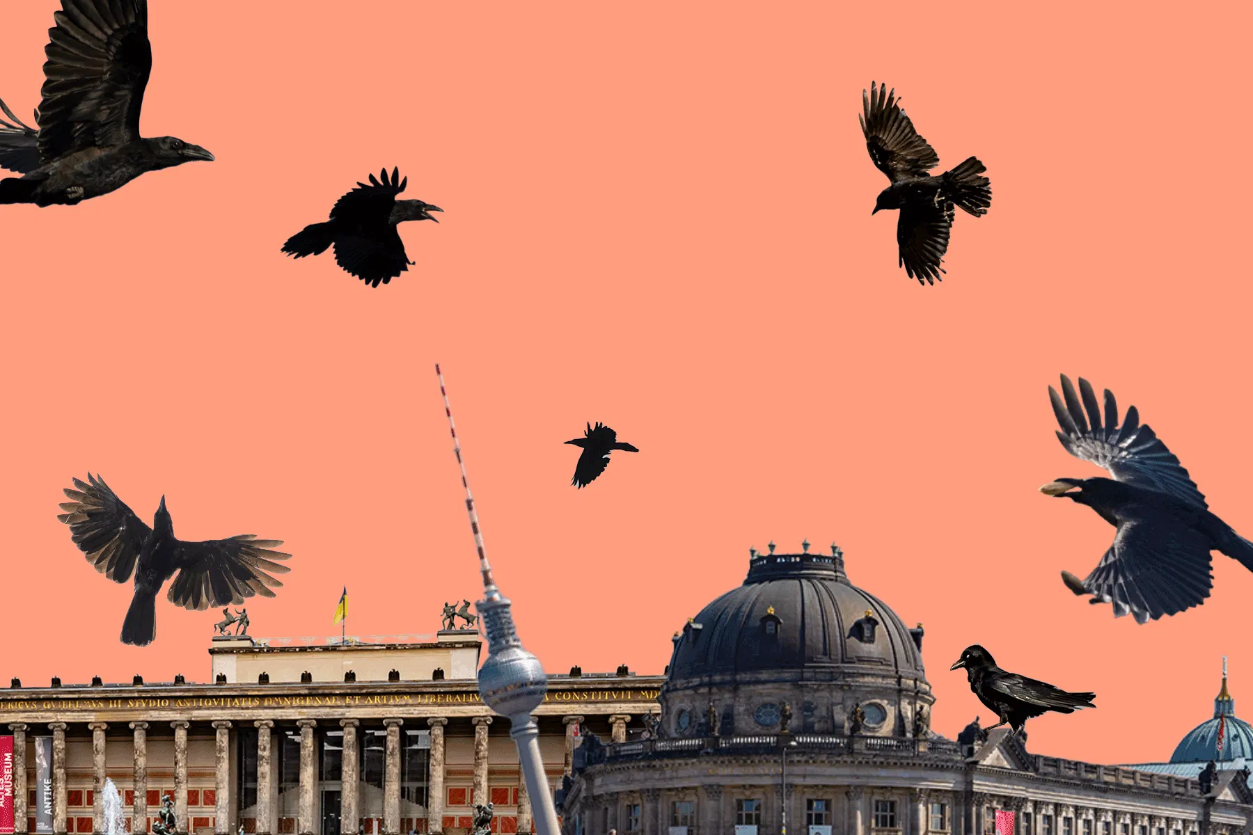 Sie fliegen, flattern und schnattern: Zweimal am Tag bieten die Krähen ein schaurig-schönes Spektakel rund um den Fernsehturm.