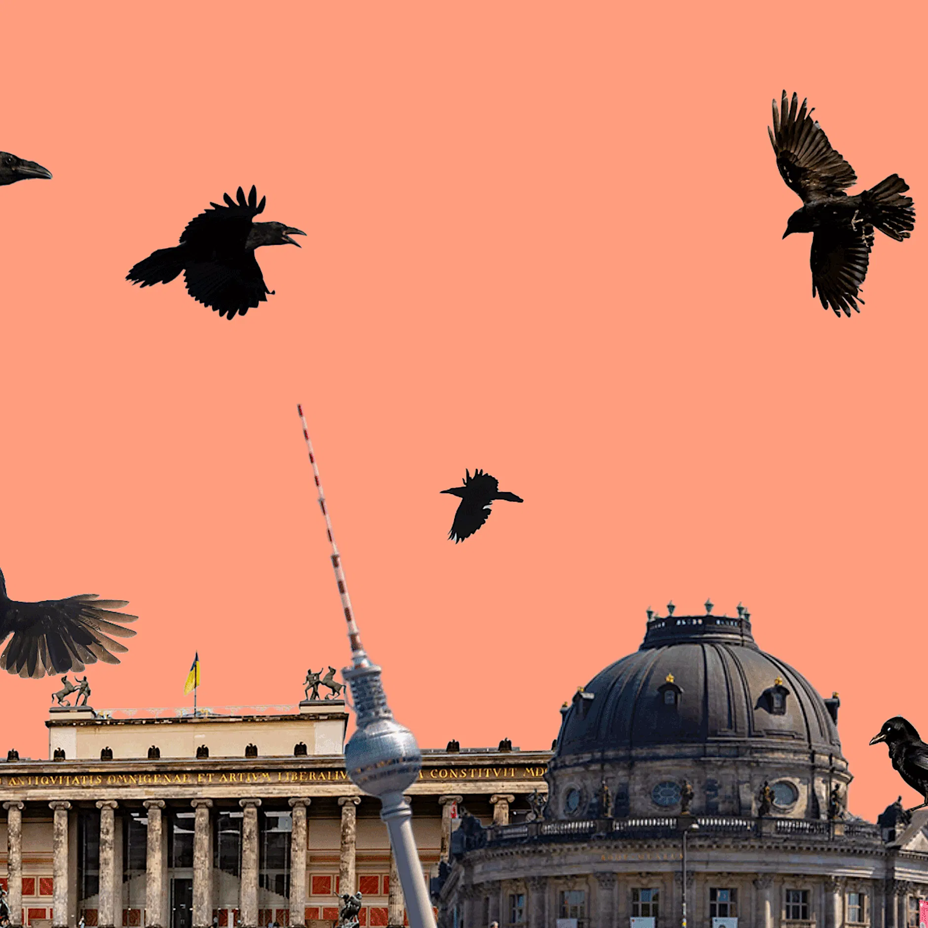 Berlin-Mitte: Warum kreisen so viele Krähen über Museumsinsel, Fernsehturm und Jannowitzbrücke?