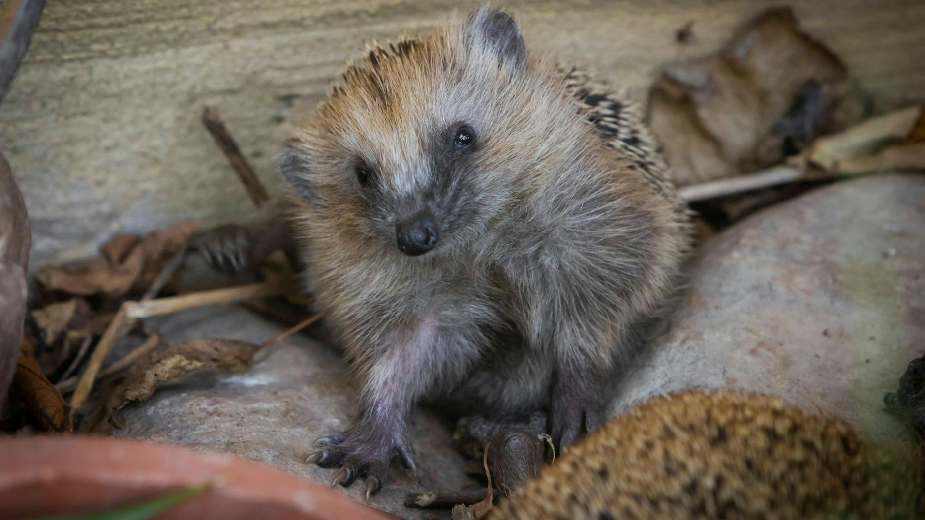 Igel sieht man in Berlin und Brandenburg häufig – noch! Denn ihr Lebensraum ist bedroht.