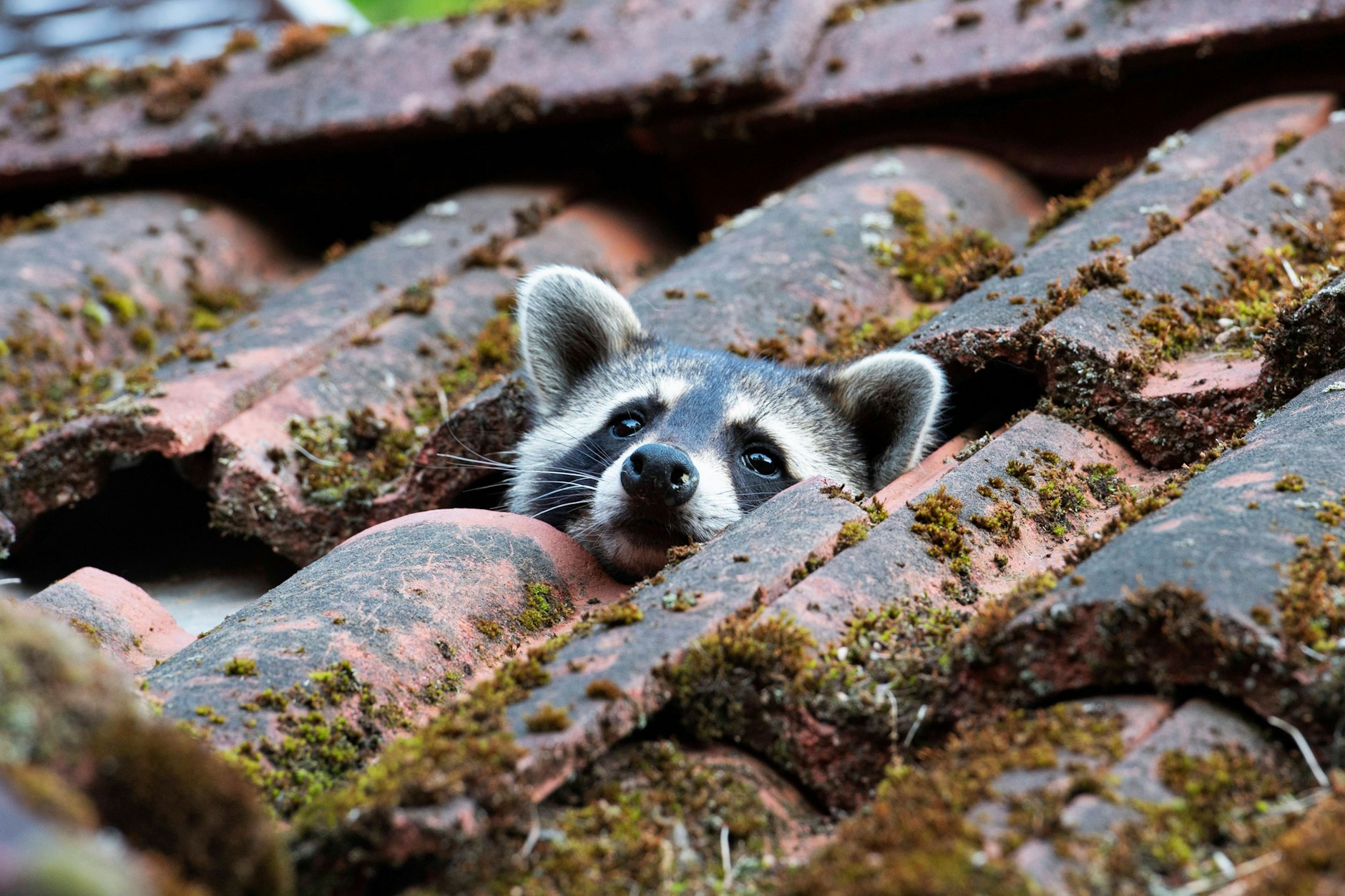 Waschbären werden von Nahrung angelockt. Wer sie einmal unterm Dach hat, wird sie nur schwer wieder los.