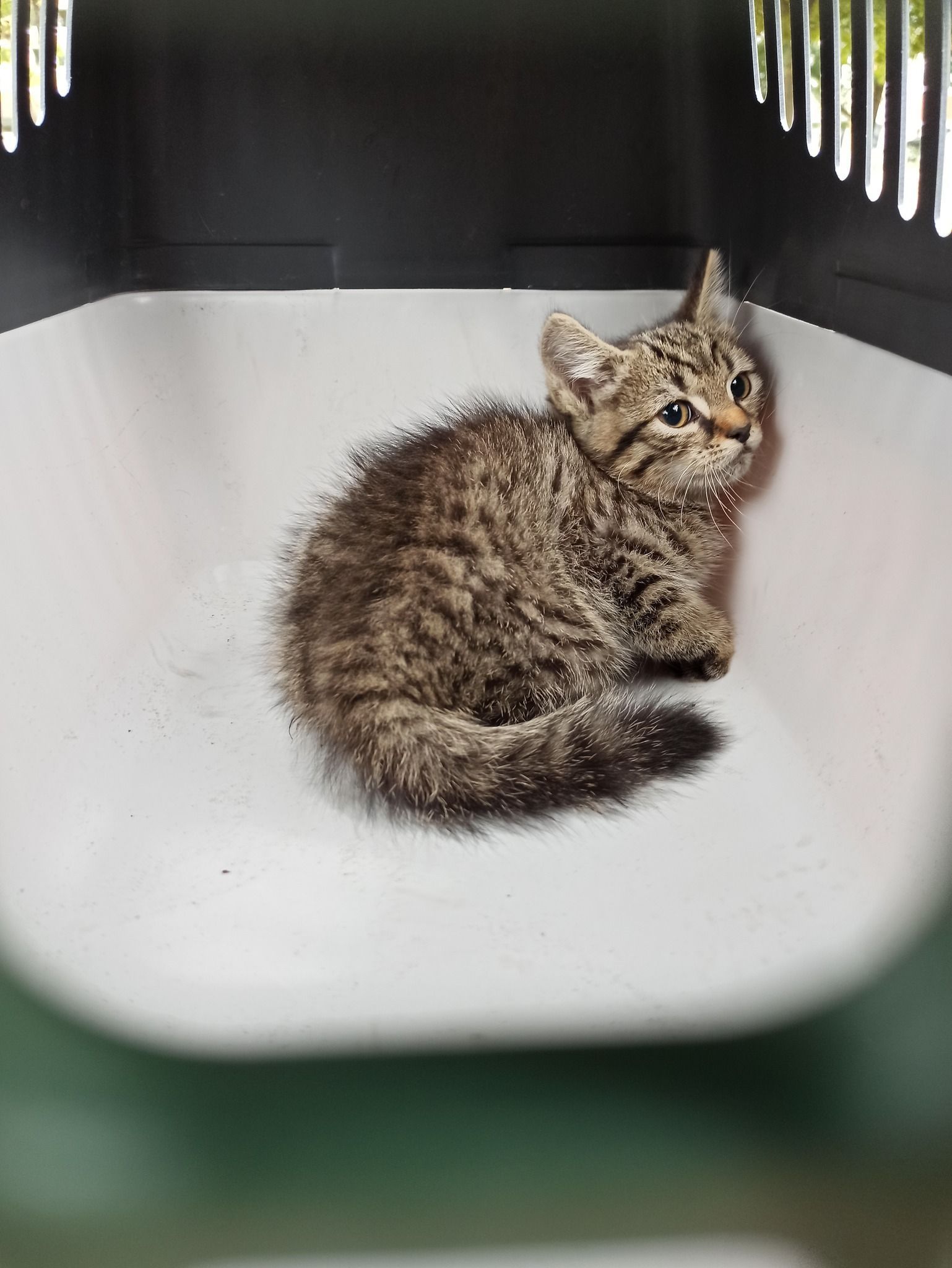 Image - Polizei rettet mit Tierschützerin wenige Wochen altes Katzenbaby