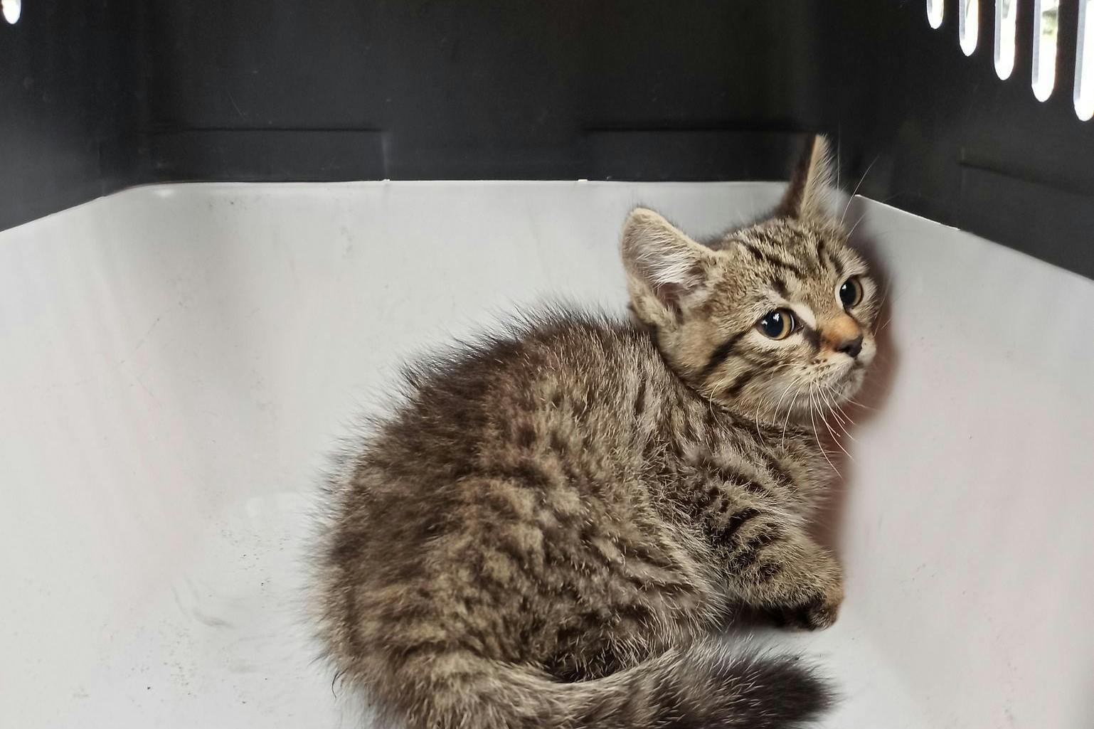 Symbolbild: PETA konnte gemeinsam mit der Berliner Polizei ein Kätzchen retten.