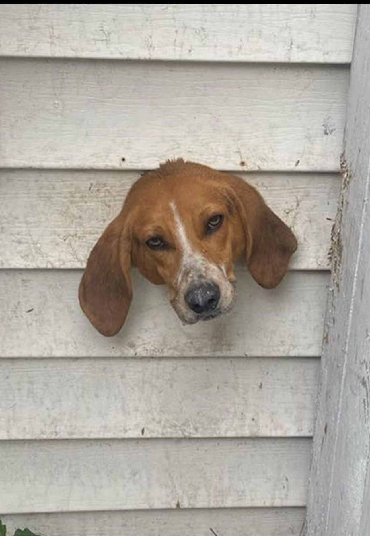 Image - Kopf in der Wand! Huch, was ist denn diesem Hund passiert?