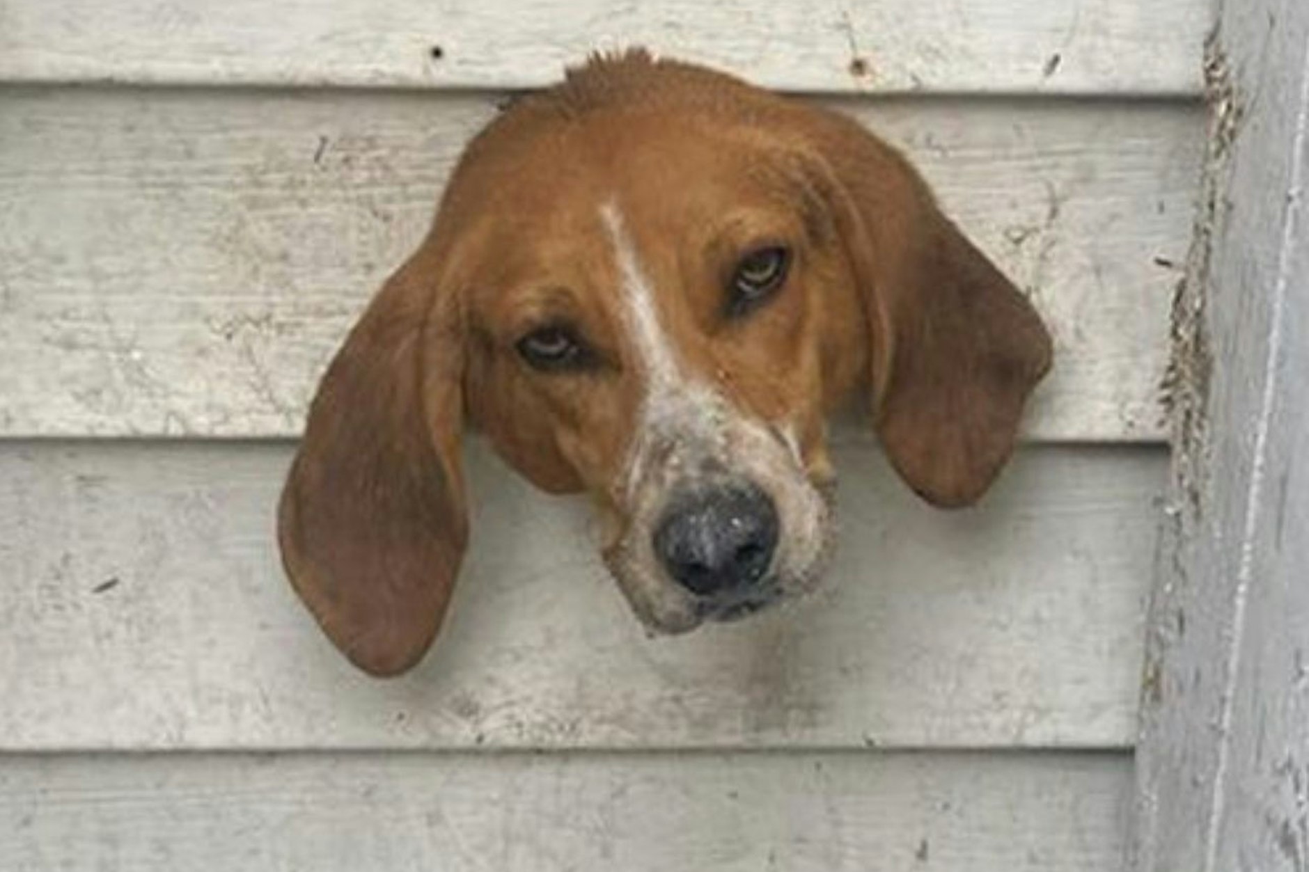 Eine Nachbarin alarmierte die Polizei, als sie den Hundekopf in der Hauswand sah.
