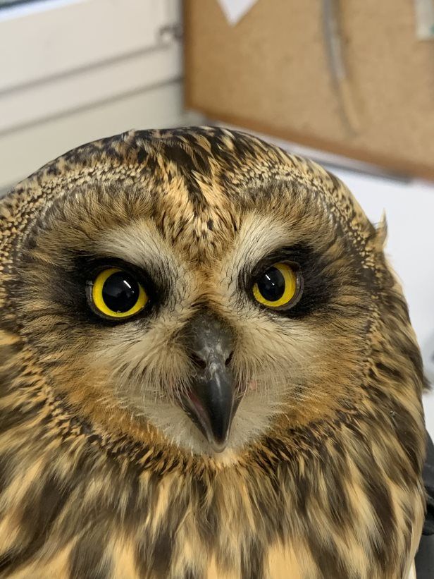 Seltener Gast in der Wildvogelstation: Schau mir in die Augen, Kleines