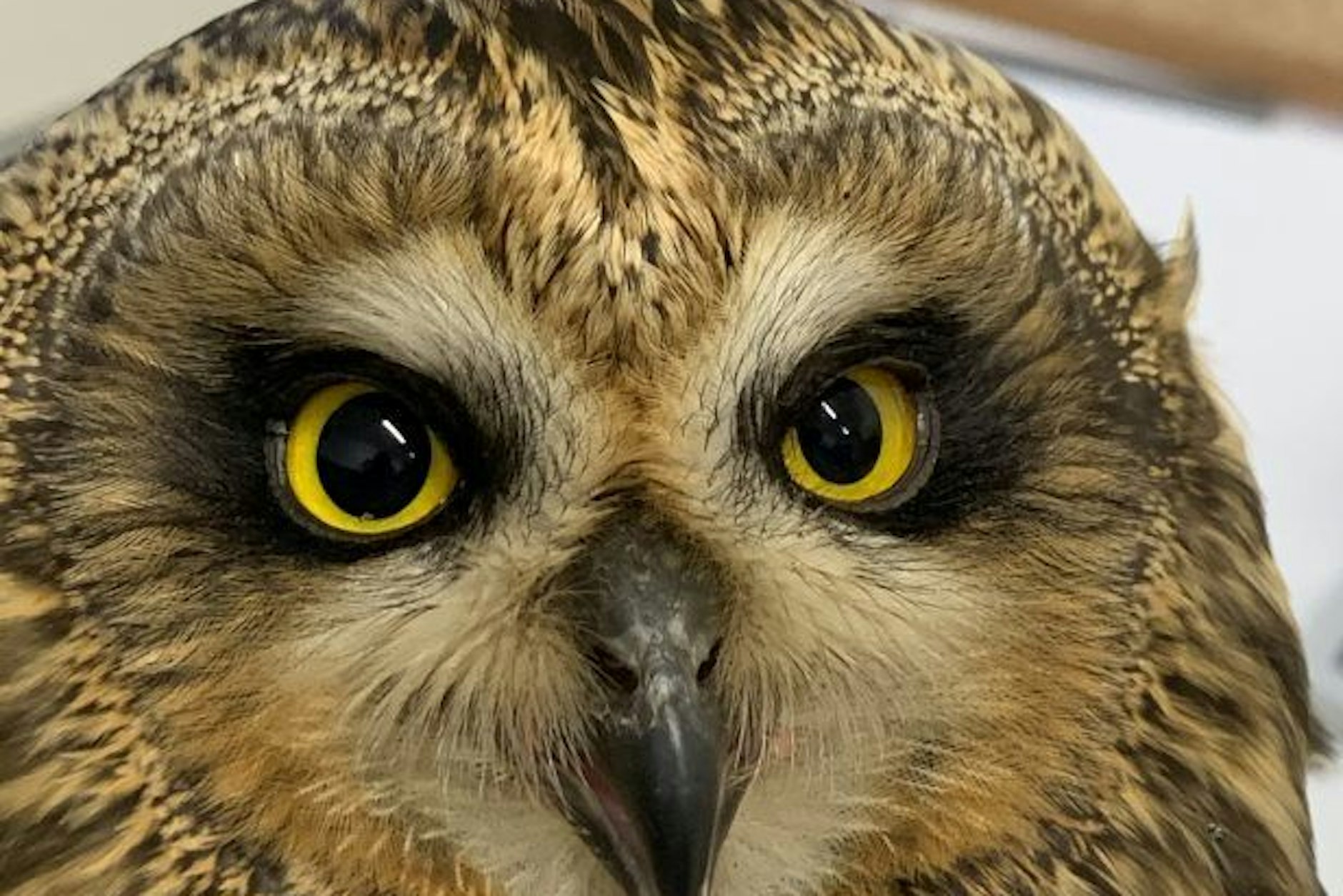 Sumpfohreulen sind stark gefährdet.