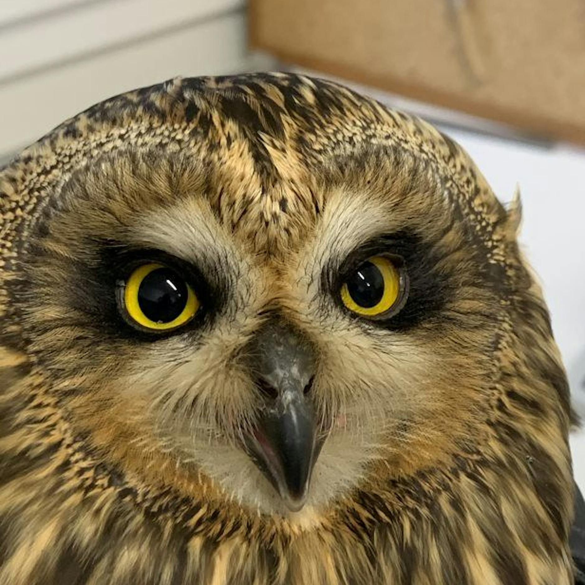 Seltener Gast in der Wildvogelstation: Schau mir in die Augen, Kleines