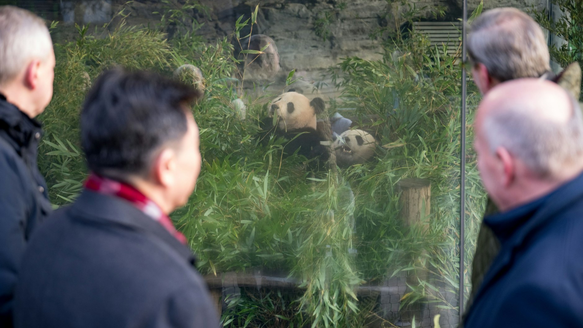 Frank Bruckmann, Aufsichtsratsvorsitzender des Berliner Zoos, Wu Ken, Botschafter der Volksrepublik China in Deutschland, Kai Wegner (CDU), Regierender Bürgermeister von Berlin, und Andreas Knieriem, Zoo- und Tierparkdirektor Berlin, schauen während einer Abschiedszeremonie für die Pandabären Pit und Paule im Zoo Berlin zu den beiden in ihrem Gehege.