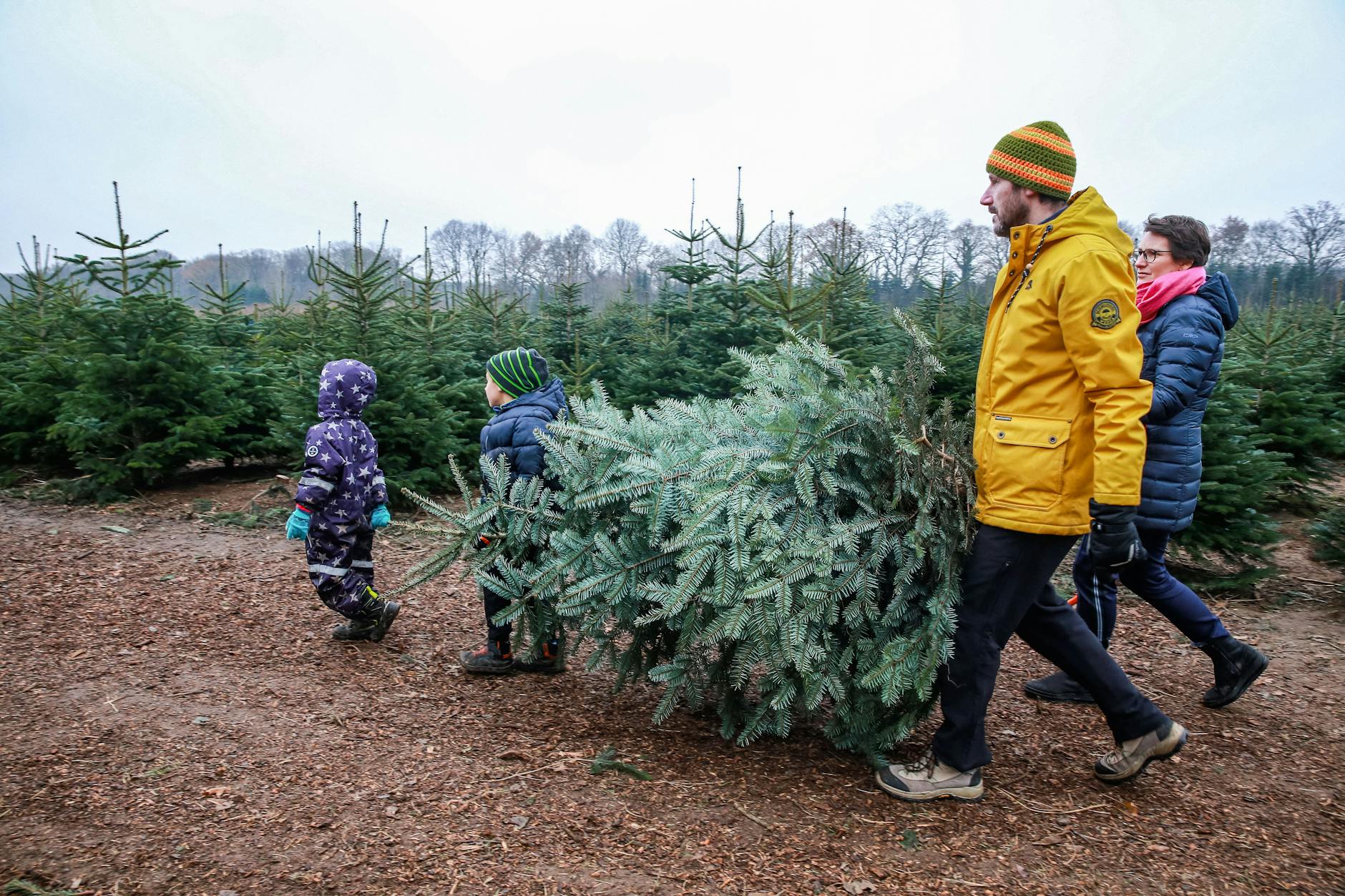 Verbraucherinnen und Verbraucher, die sich für einen natürlichen Weihnachtsbaum aus der Region entscheiden, leisten einen Beitrag zum Umwelt- und Klimaschutz.