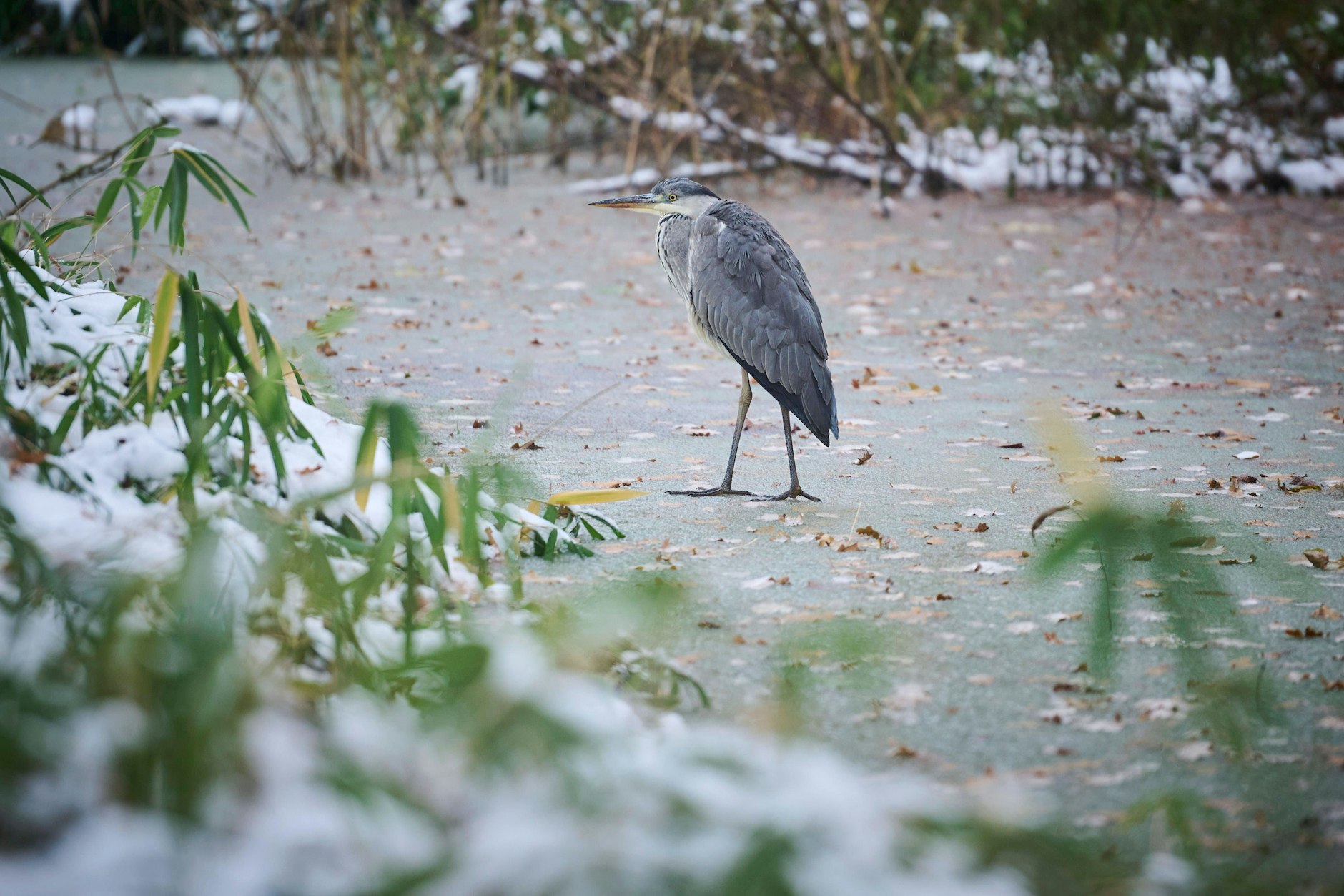 Dieser Graureiher im Berliner Tiergarten kommt klar mit dem Winter - die Stadt meist eher nicht.