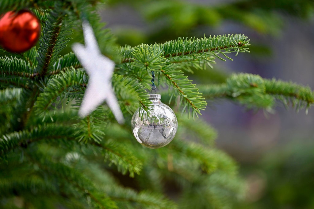 „O Tannenbaum“ Warum singen wir „wie grün sind deine Blätter“? Und