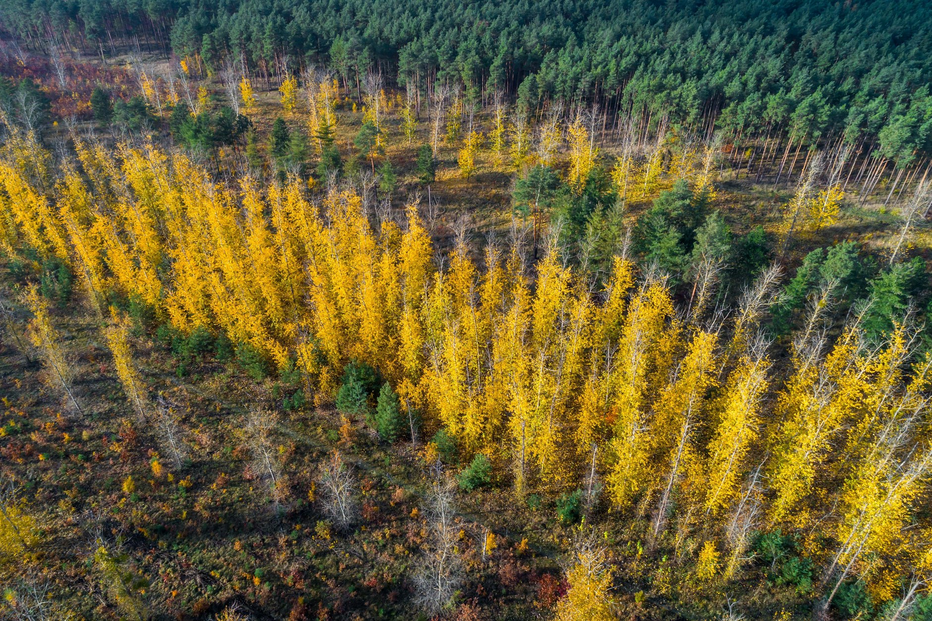 Ein Wald nahe der Ortschaft Lieske in der brandenburgischen Lausitz – hier sieht es licht aus!