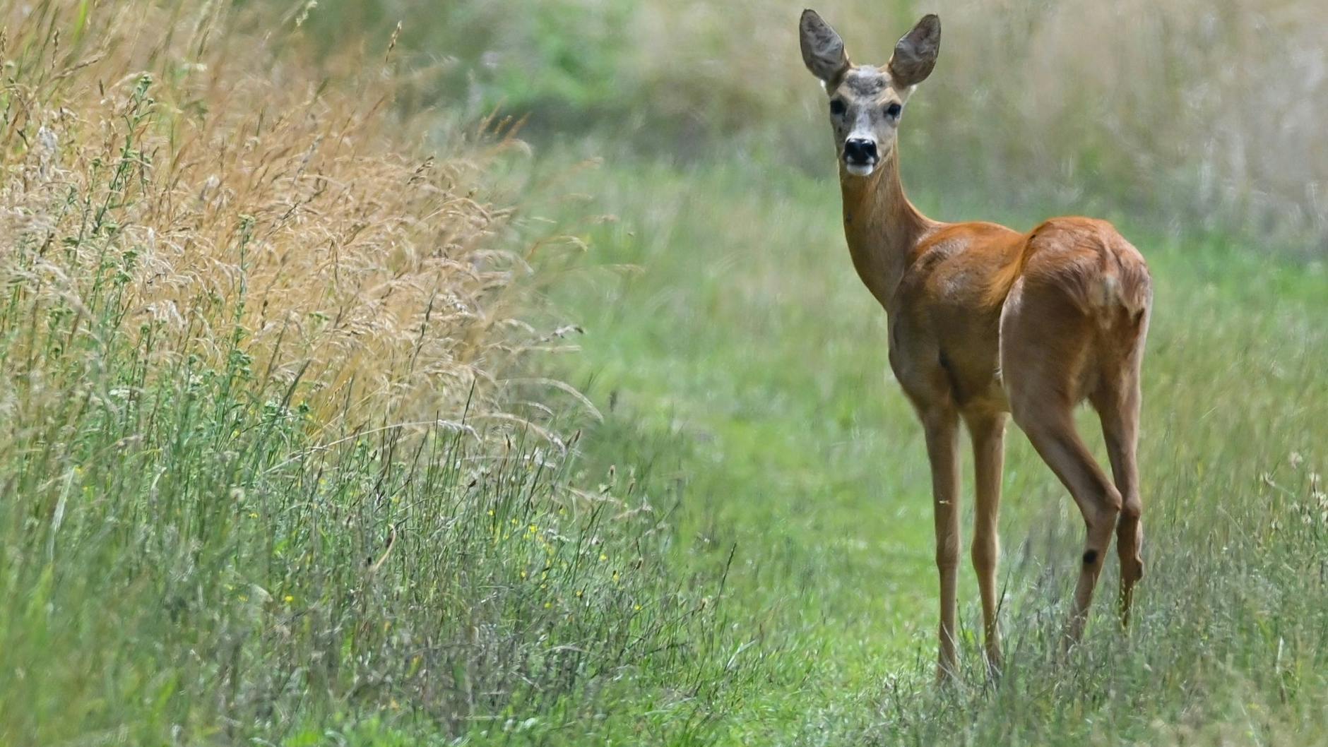 Süßer Übeltäter: Rehwild knabbert in Brandenburg viele Baumsetzlinge kaputt.