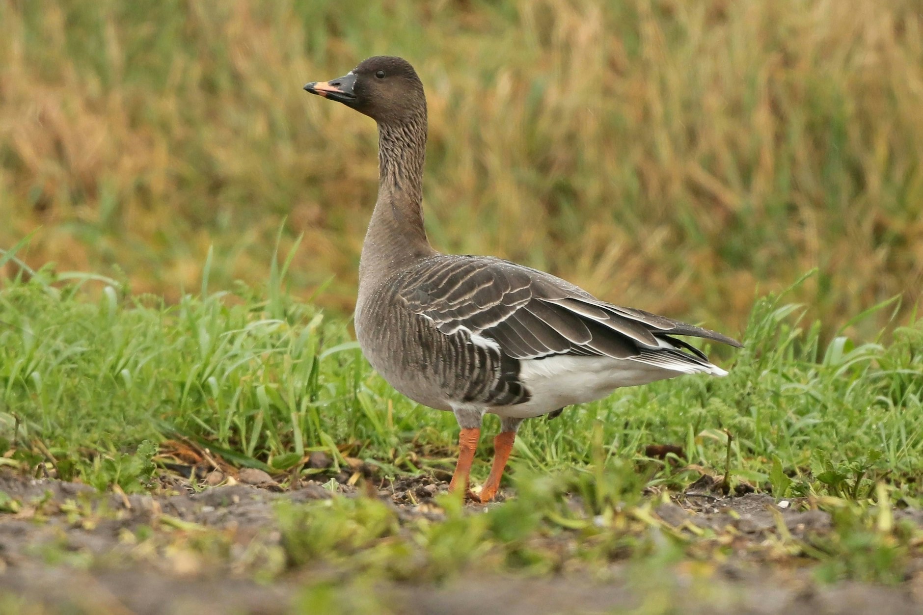 Bei einer toten Saatgans in Berlin-Reinickendorf wurde jetzt die Vogelgrippe festgestellt.