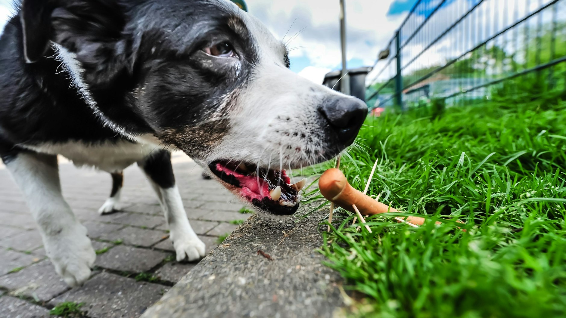 Hundehasser verstecken vergiftete oder mit Nägeln oder Rasierklingen gespickte Leckerlis.