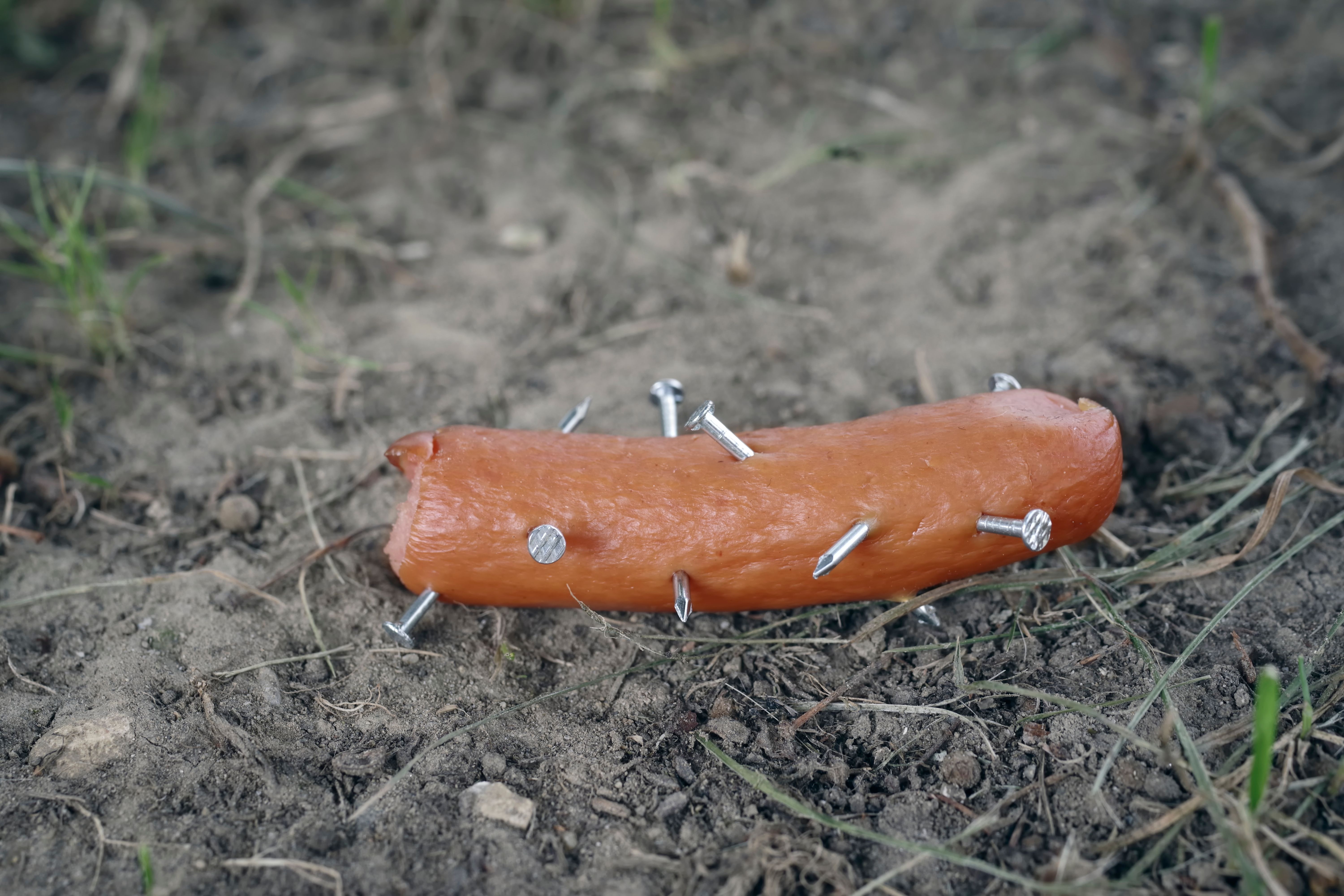 Vorsicht, Giftköder! DARUM sollten Sie gut auf Ihren Hund aufpassen