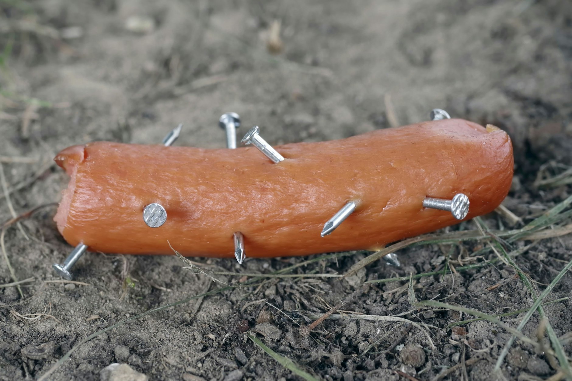 Der Klassiker: Immer wieder legen miese Hunde-Hasser solche mit Nägeln gespickten Würste oder Fleischklößchen aus.