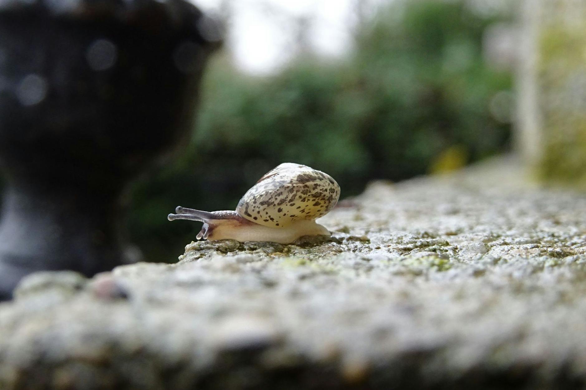Eine Kantige Laubschnecke (Hygromia cinctella) ist auf einem Grabstein auf dem Friedhof Buschkrugallee in Berlin-Neukölln zu sehen.