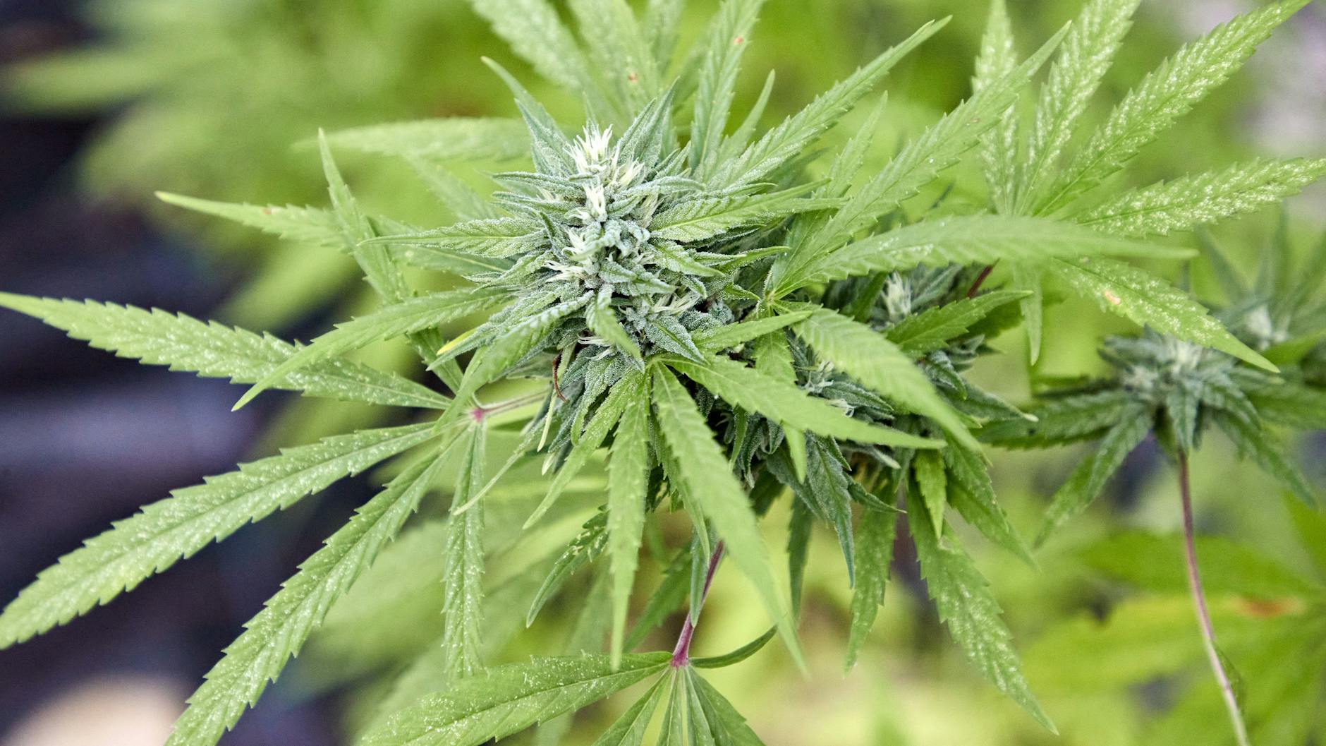 Das Gesetz zur Legalisierung von Cannabis tritt zum 1. April in Kraft.