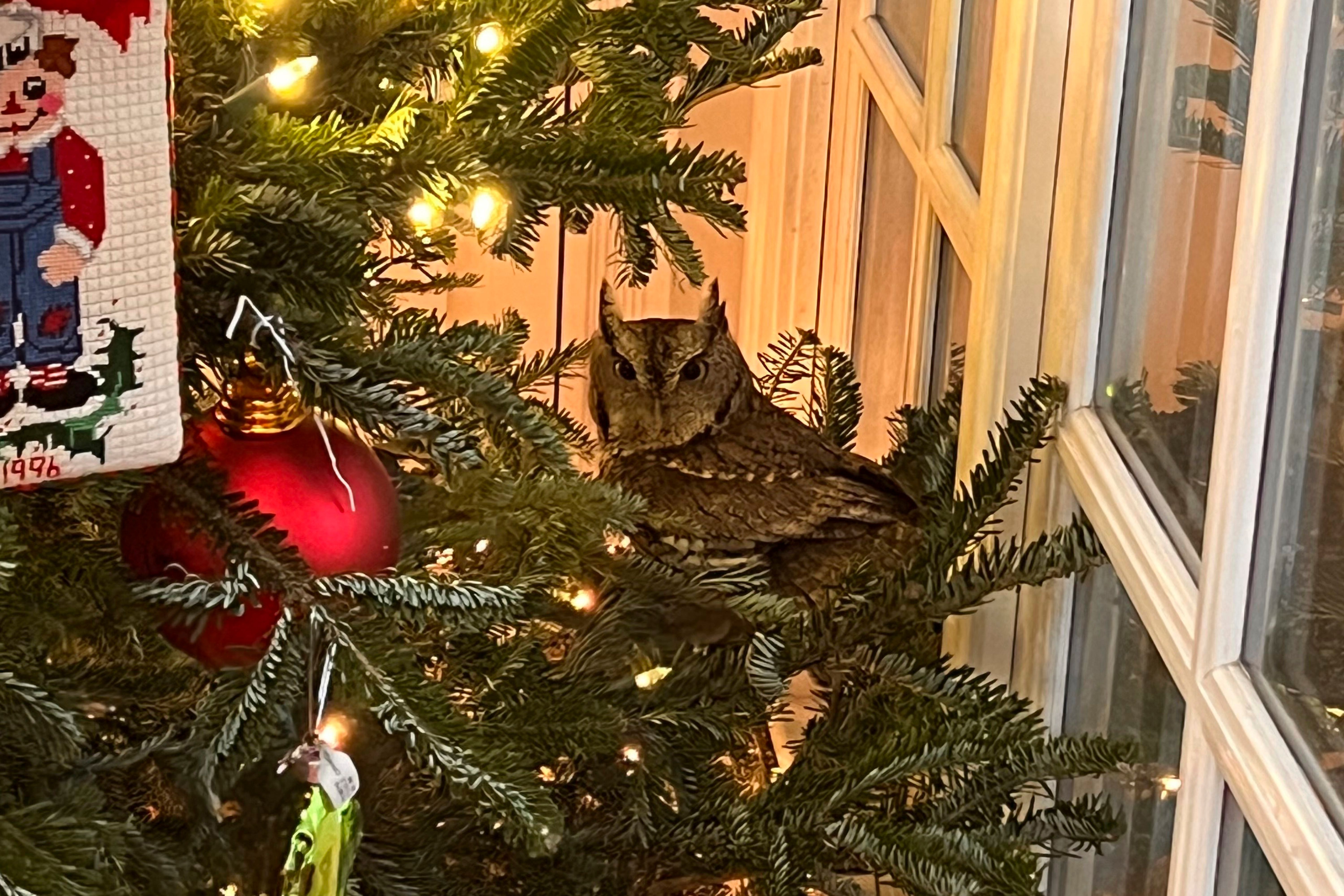Image - Baby-Eule sitzt tagelang in Weihnachtsbaum von Familie