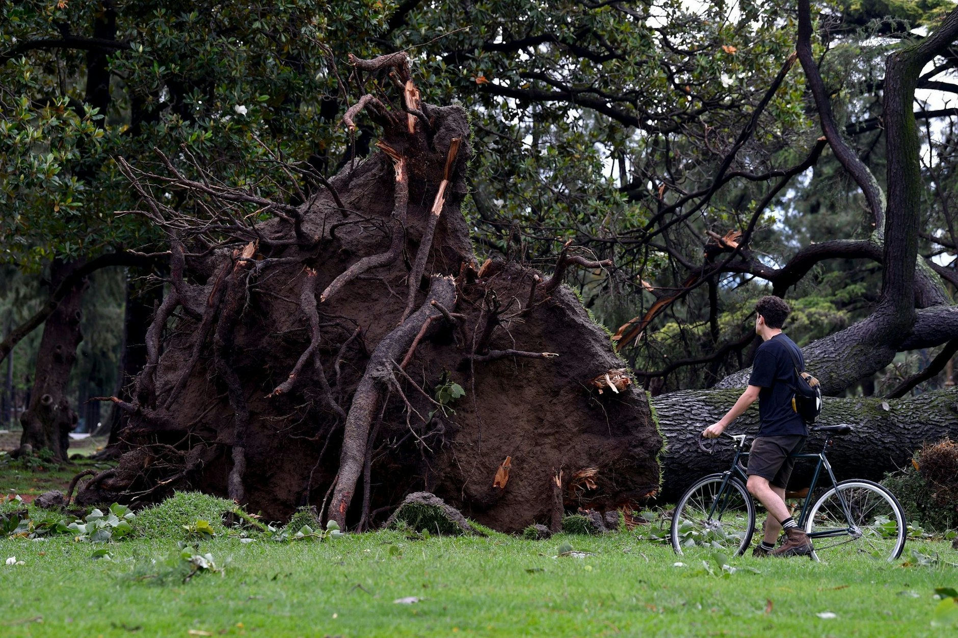 Bei einem heftigen Unwetter an der argentinischen Atlantikküste wurden Bäume entwurzelt.  