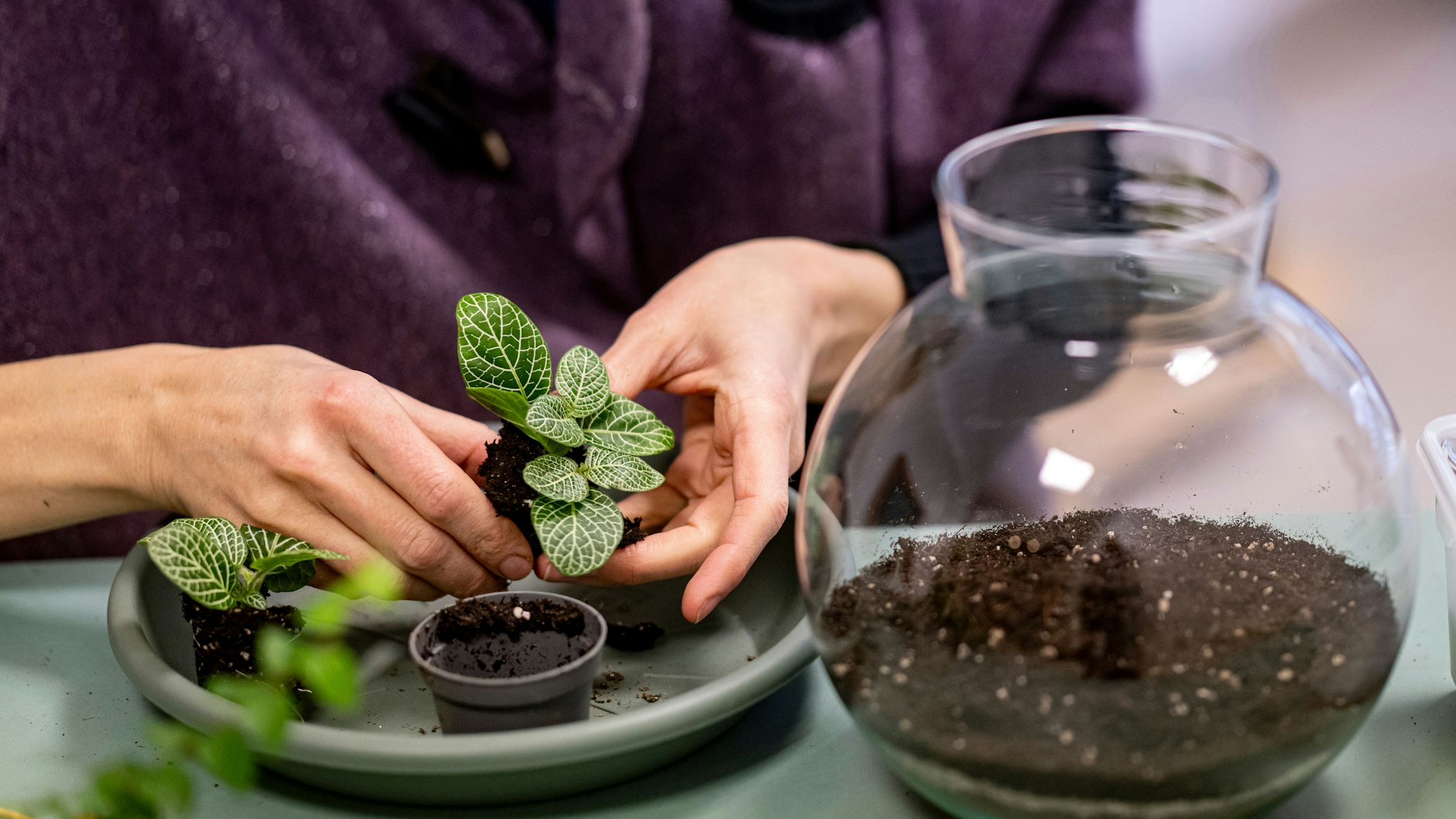 Die Pflanzen im Flaschengarten versorgen sich selbst mit Wasser. Der Garten stellt ein abgeschlossenes Mini-Ökosystem dar.