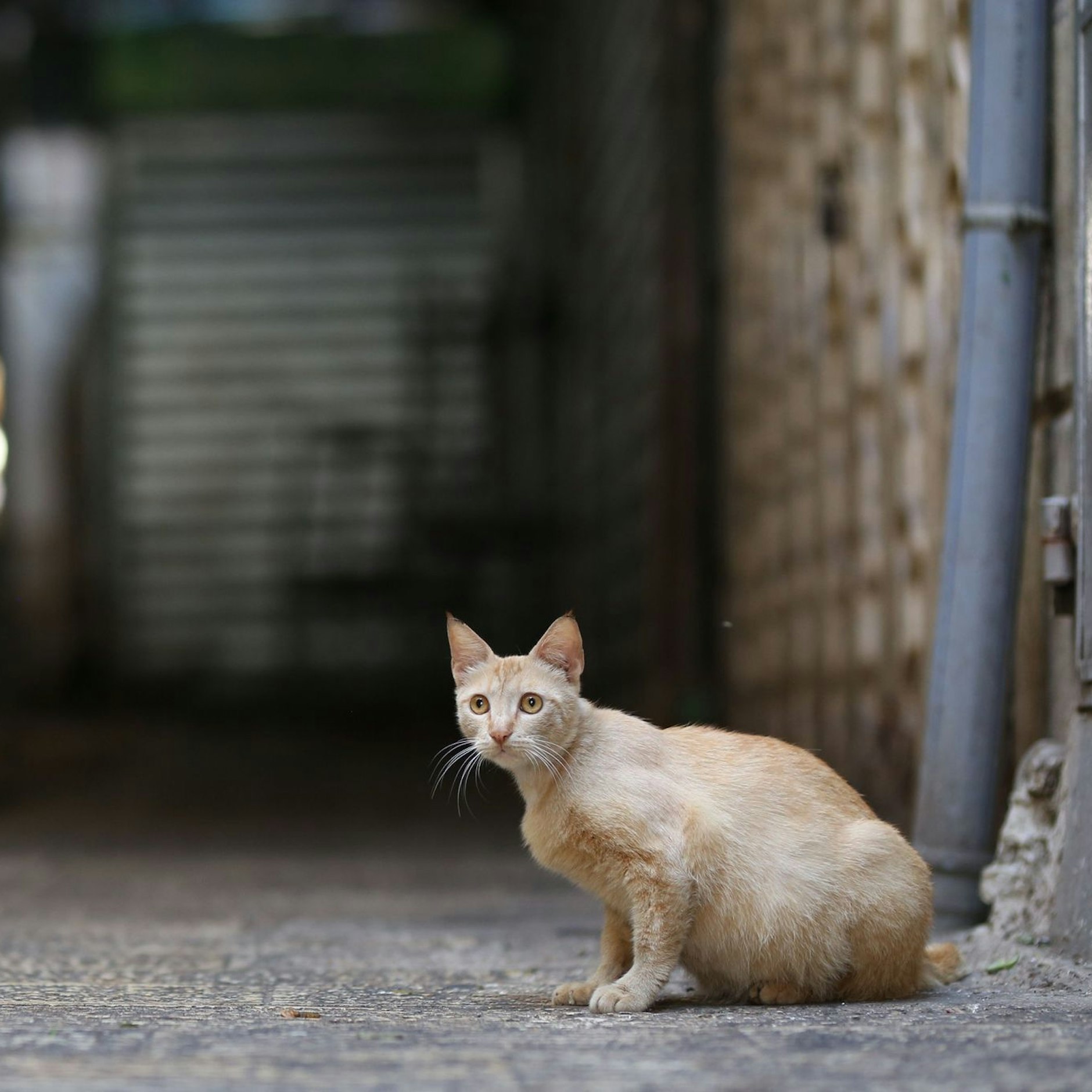 Tausende Katzen sind auf Zypern an einem Tier-Coronavirus gestorben.