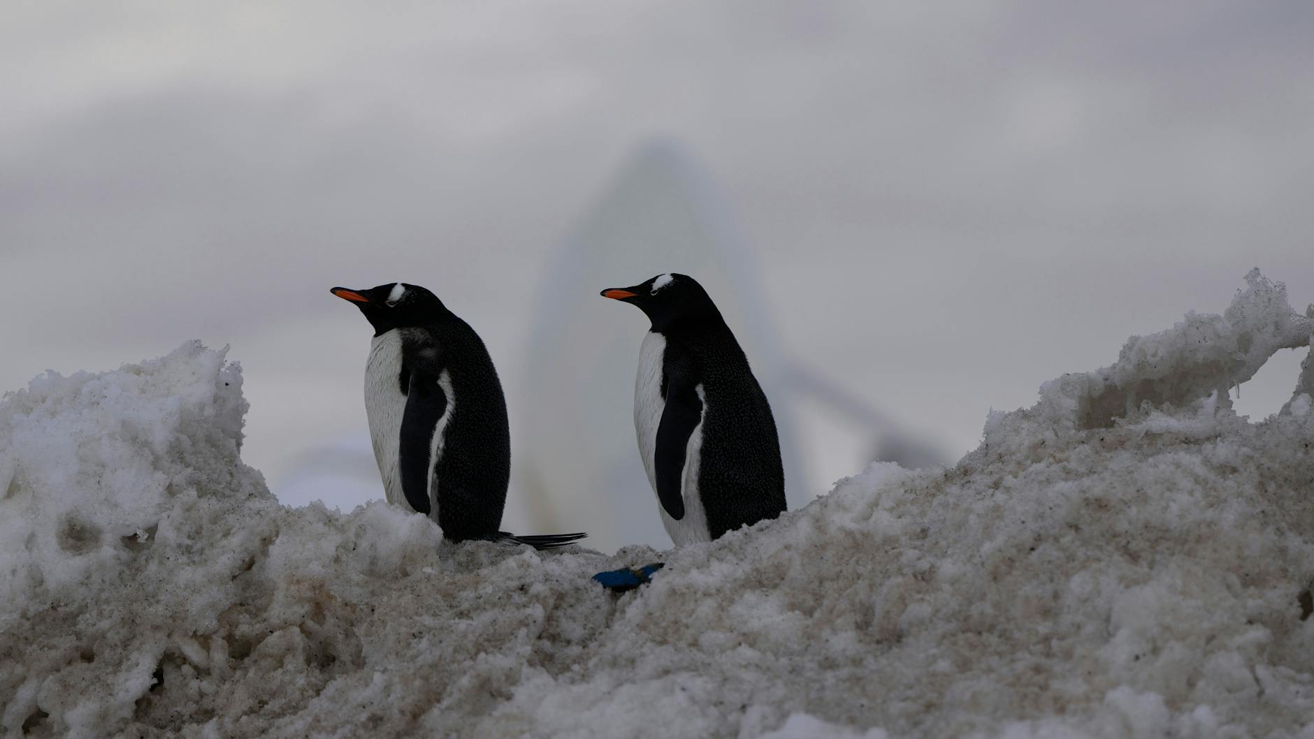 Laut einem kanadischen Medium sollten mehrere Städte vor Invasionen von Pinguinen stehen.