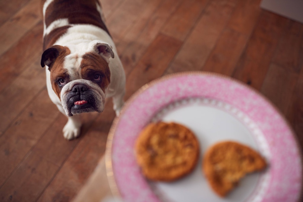 Mein Hund hat Weihnachtsplätzchen gegessen! Was jetzt?