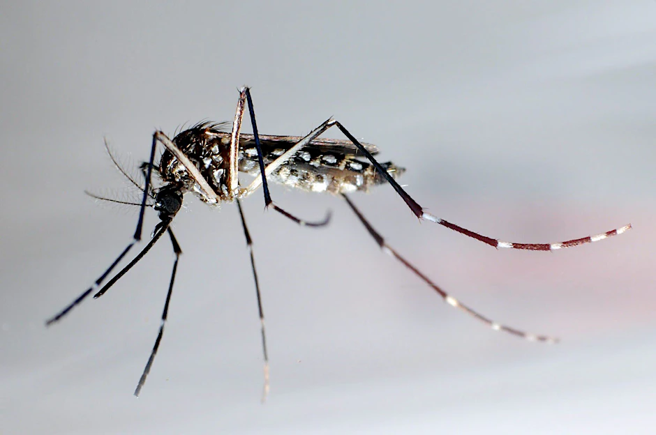 Eine Stechmücke der Art „Aedes aegypti“, auch Gelbfiebermücke, Denguemücke oder Ägyptische Tigermücke genannt. Sie überträgt verschiedene Krankheiten, darunter das Dengue-Fieber.&nbsp;