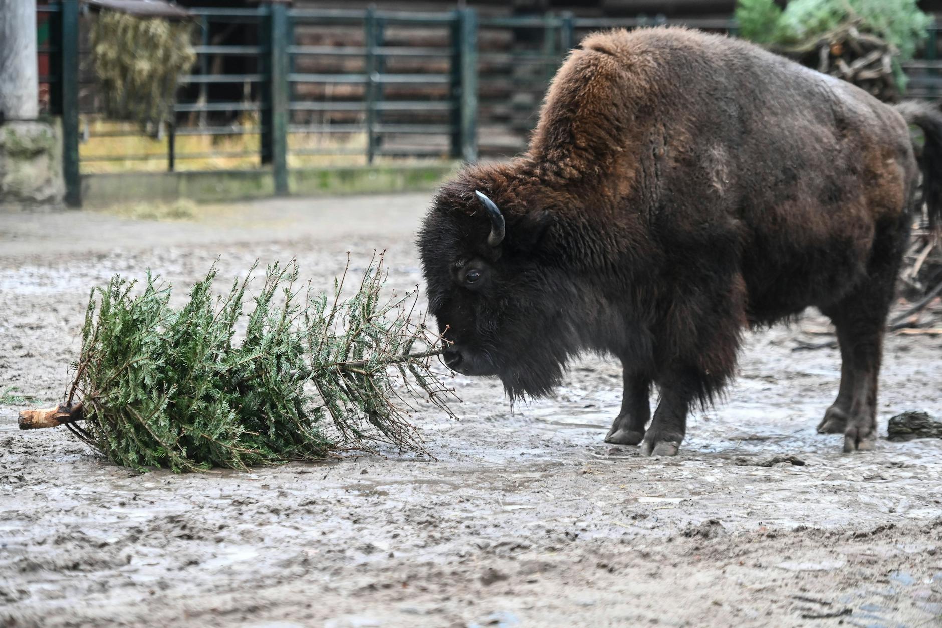 Ein Bison im Berliner Zoo spielt am 29. Dezember 2021 bei der jährlichen Weihnachtsbaumfütterung mit einem Tannenbaum. Deutschland Berlin Copyright: RetoxKlar