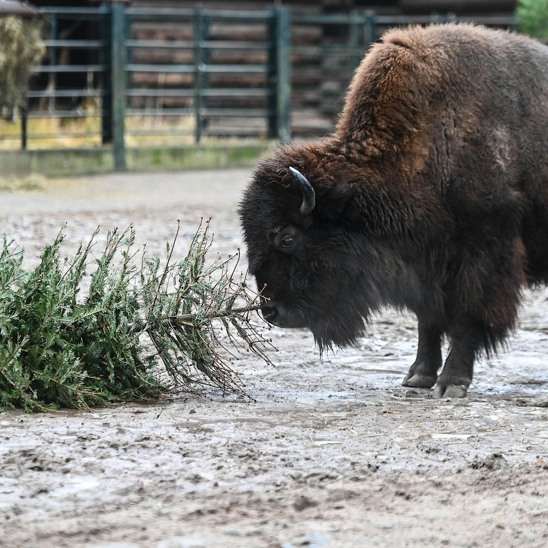 Thilo Mischke: Deutsche Leitkultur? Das typische Berliner Weihnachten ist weit davon entfernt