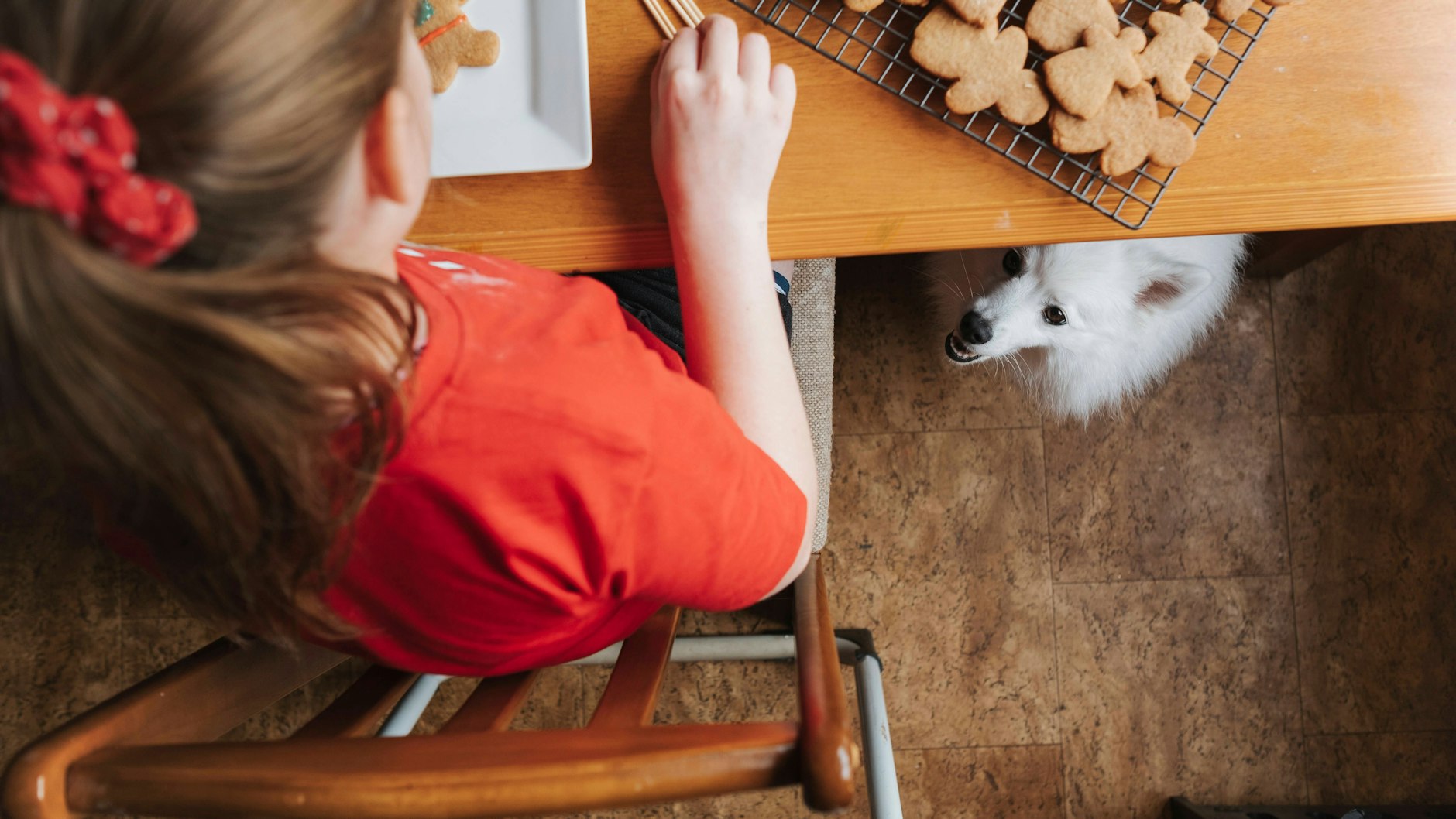 Mein Hund hat Weihnachtsplätzchen gegessen! Was jetzt?