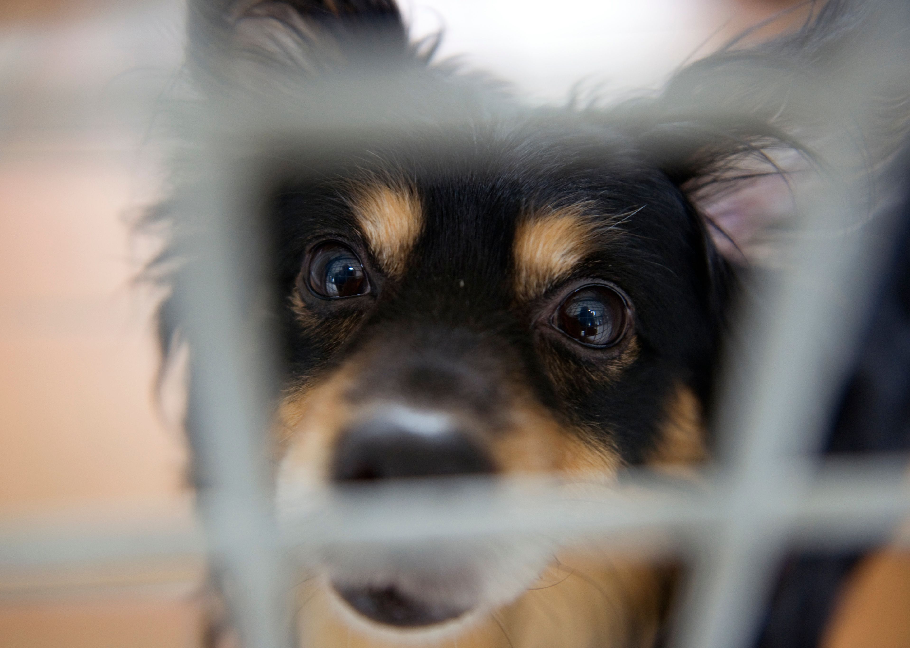 Traurige Weihnachten im Tierheim Berlin: Alle wollen ihr Tier loswerden