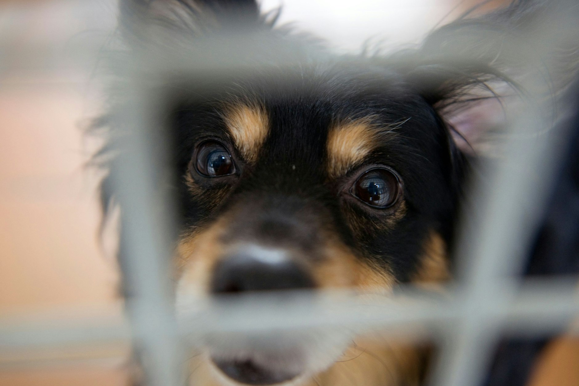 Deutlich mehr Menschen wollten dieses Jahr ihr Haustier im Berliner Tierheim abgeben als noch vergangenes Jahr.