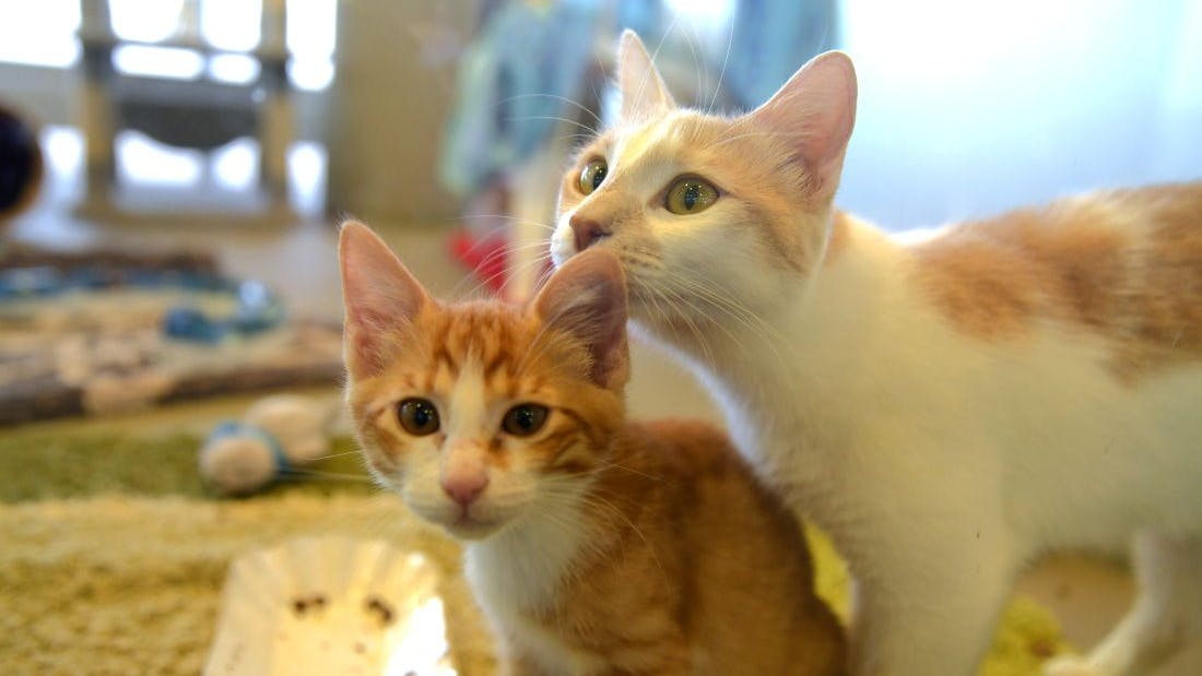 Gleich mehrere Katzen wurden über die Feiertage im Tierheim Berlin aufgenommen und versorgt.