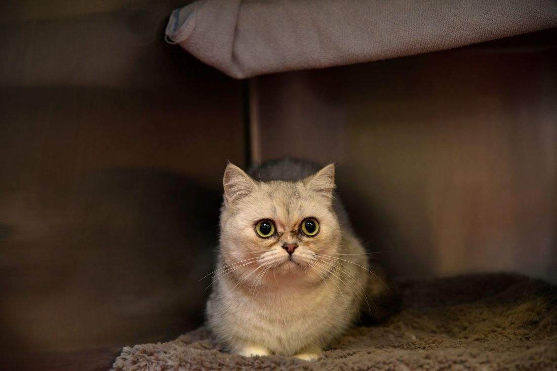 Einfach schrecklich! Die traurigen Weihnachts-Tiere aus dem Tierheim