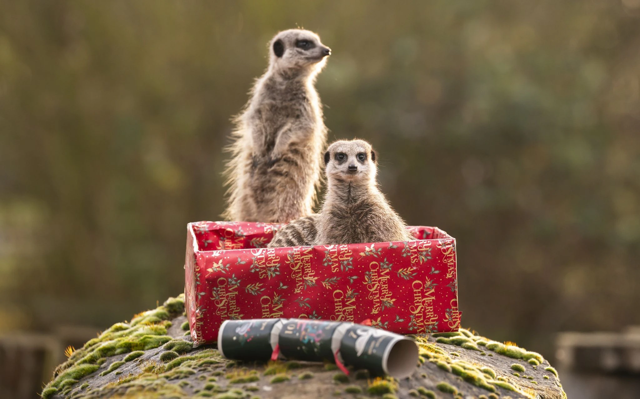 Nanu, was ist das denn für ein süßes Weihnachtsgeschenk? Zwei Erdmännchen werfen sich im britischen Yorkshire Wildlife Park in Pose.  