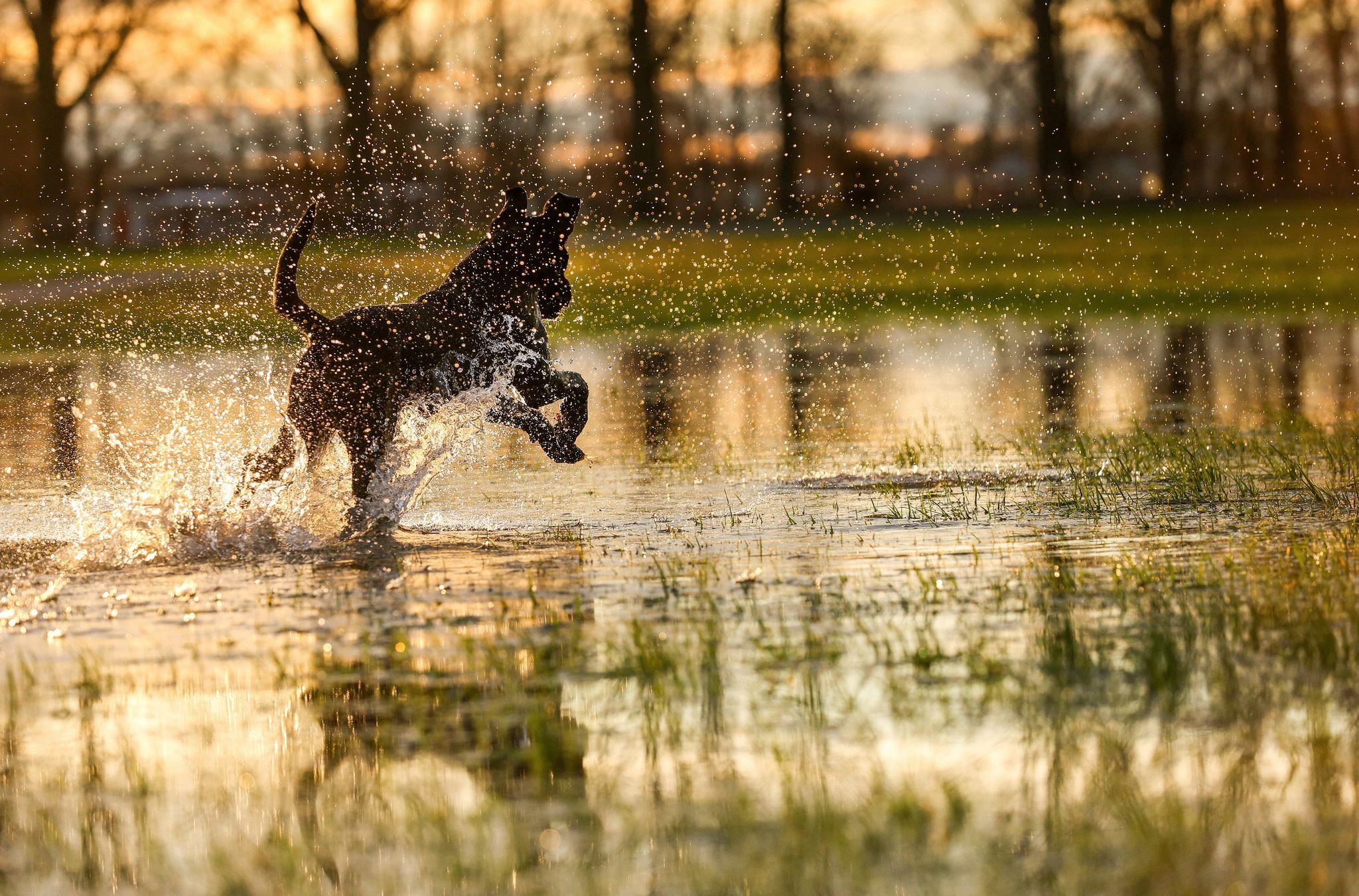 Raus an die frische Luft: Hundin Lotti am ersten Weihnachtsfeiertag in der aufgehenden Sonne im Wasser.  