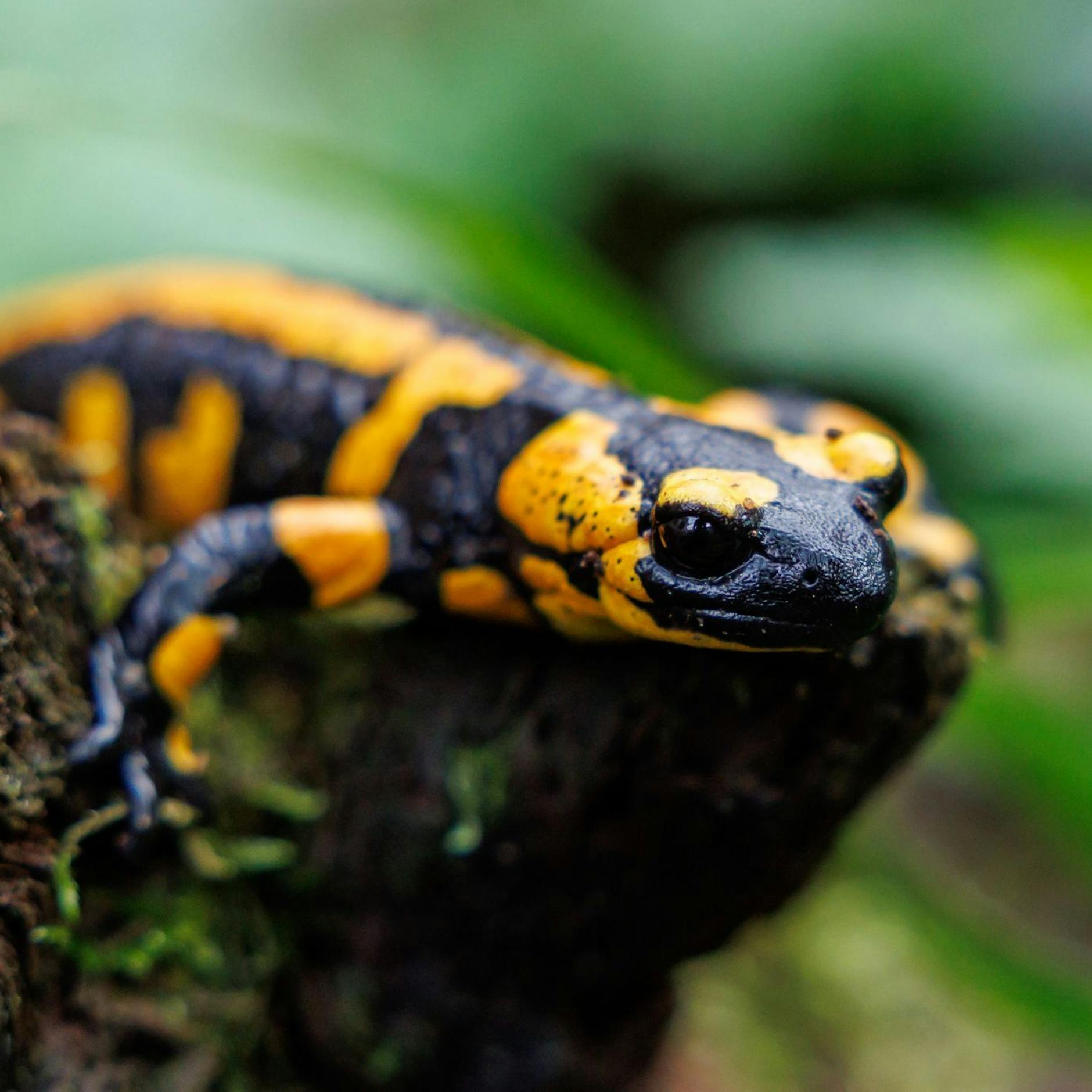 Image - WWF: Aussterbewelle rollte auch 2023 praktisch ungebremst