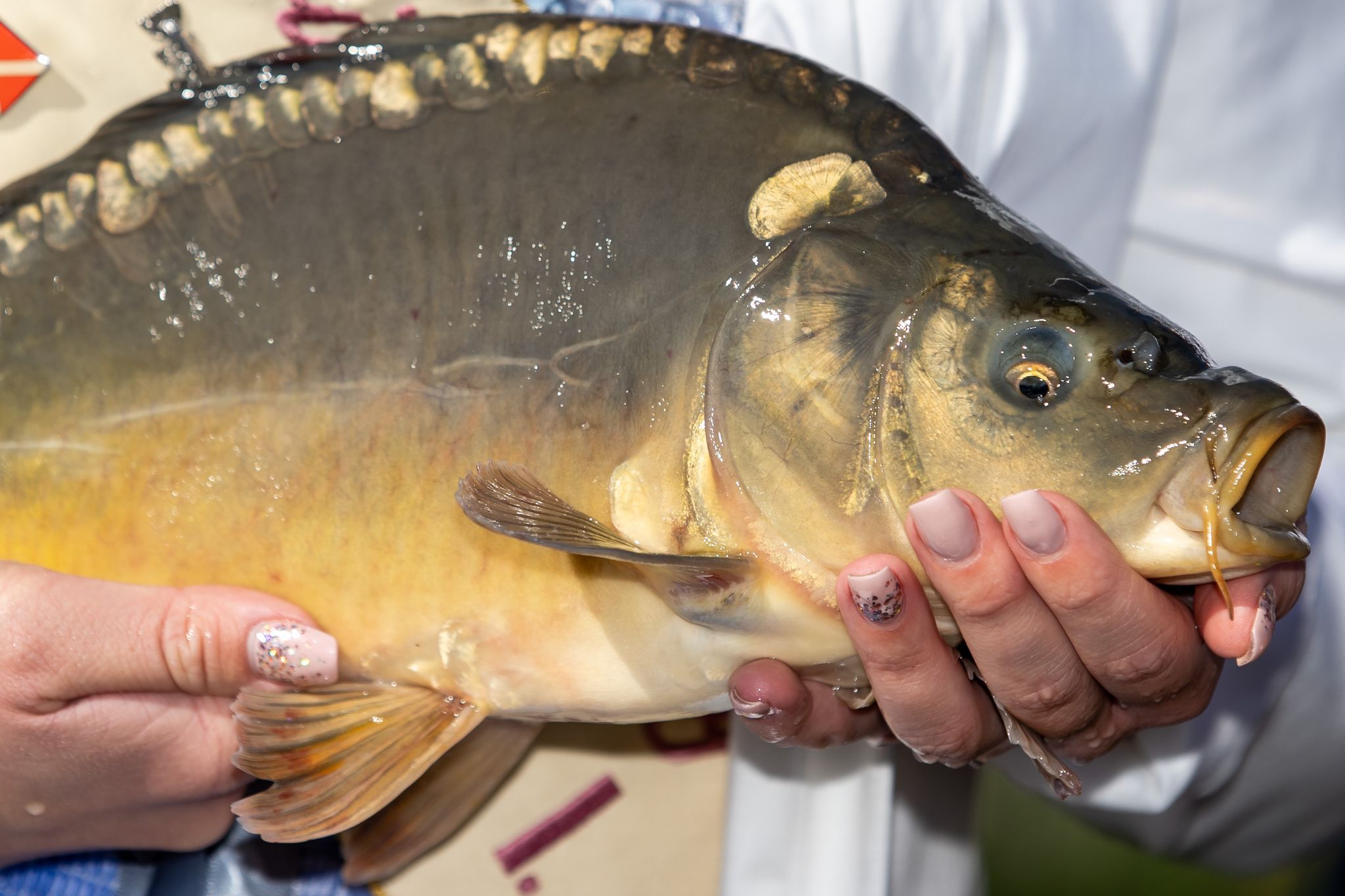 Geniales Rezept für Silvester-Karpfen mit Kartoffelsalat und Dillsoße