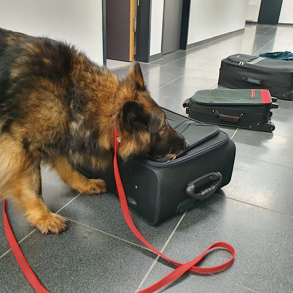 ARCHIV - Drogenspürhündin Fluse im Einsatz am Flughafen BER (undatierte Aufnahme).  